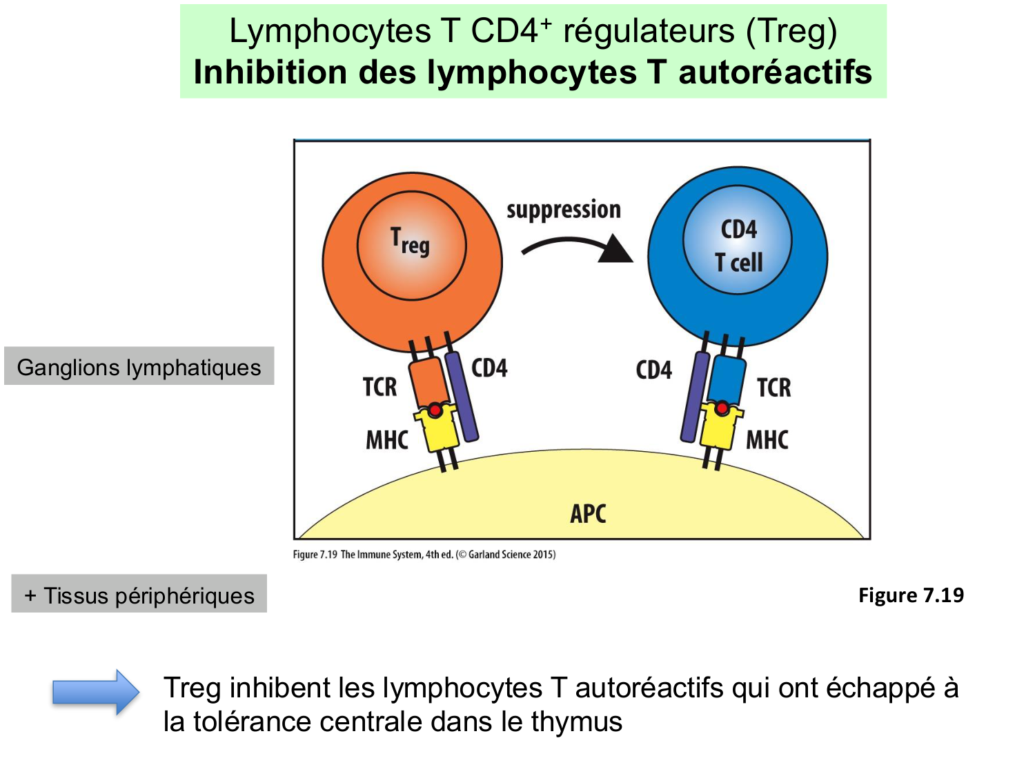 ImmuniteAdaptative LT Hugues2026 page 47