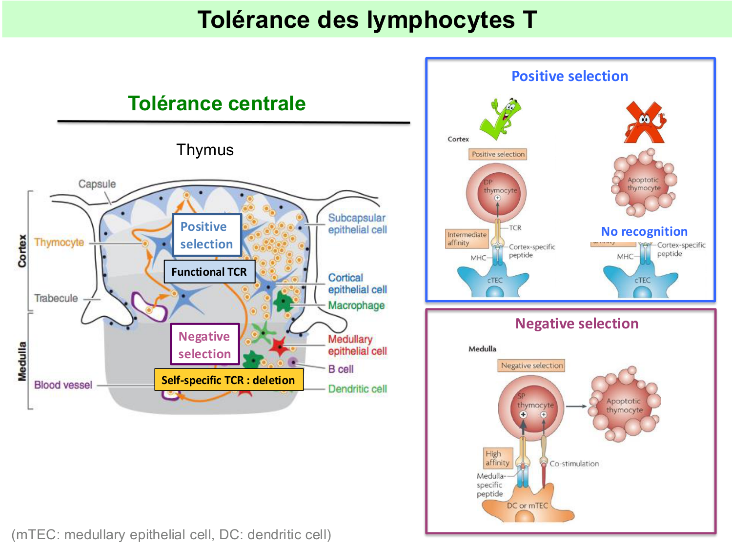 ImmuniteAdaptative tolérance-memoire Hugues2026 page 2
