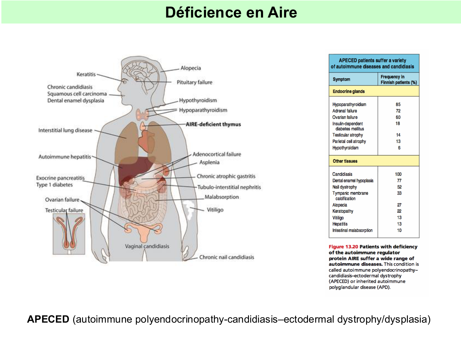 ImmuniteAdaptative tolérance-memoire Hugues2026 page 5