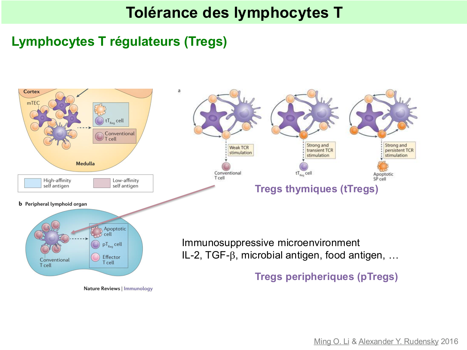 ImmuniteAdaptative tolérance-memoire Hugues2026 page 6