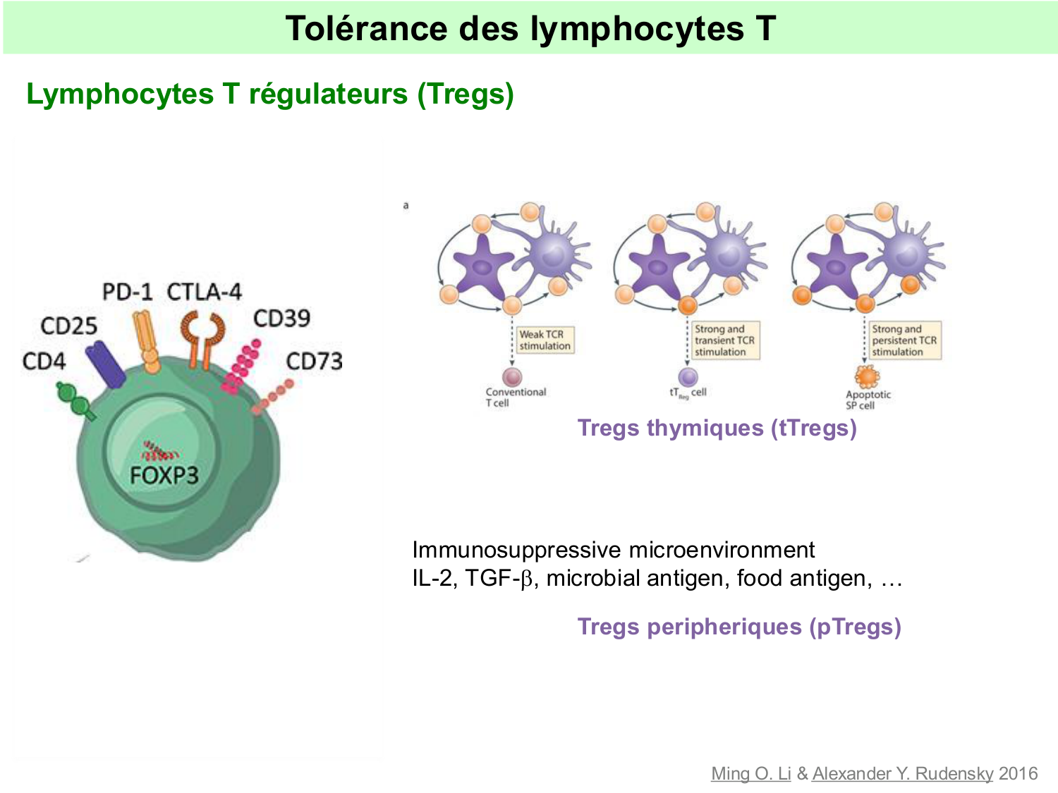 ImmuniteAdaptative tolérance-memoire Hugues2026 page 7