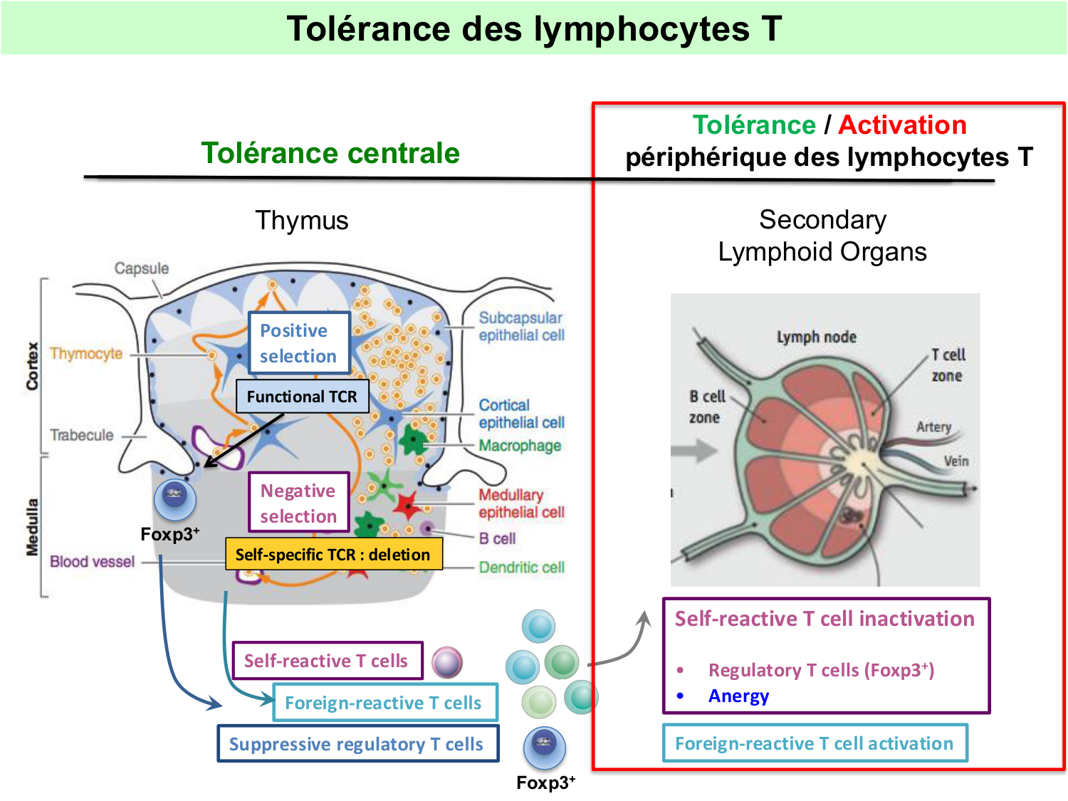 ImmuniteAdaptative tolérance-memoire Hugues2026 page 8