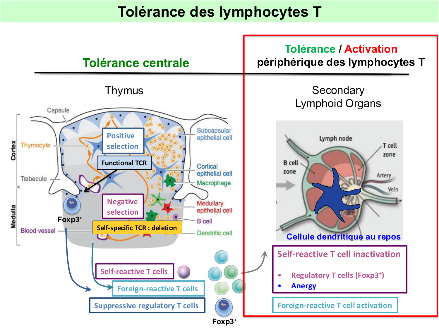 ImmuniteAdaptative tolérance-memoire Hugues2026 page 9