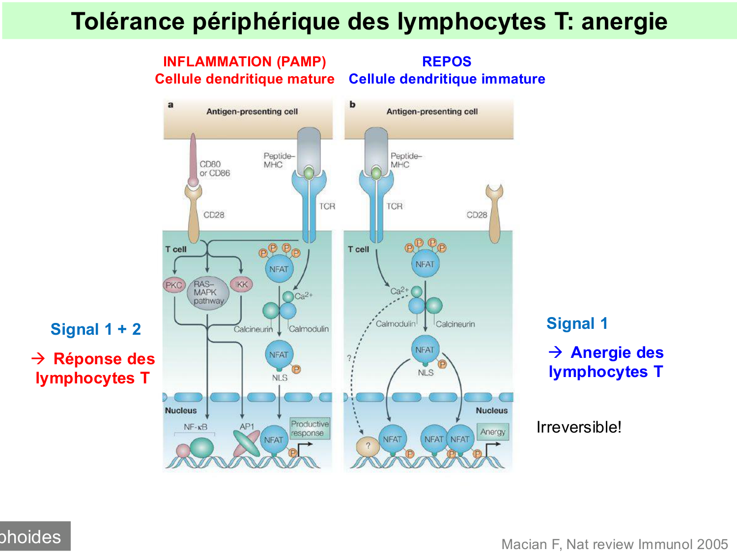 ImmuniteAdaptative tolérance-memoire Hugues2026 page 10