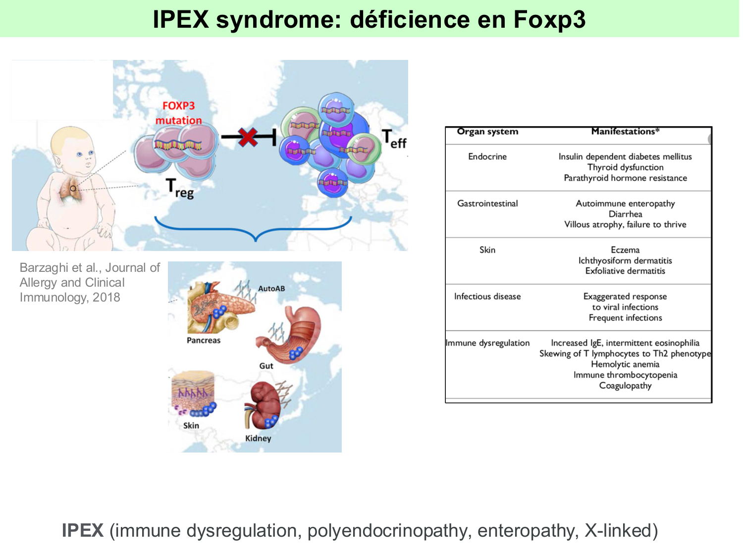 ImmuniteAdaptative tolérance-memoire Hugues2026 page 12