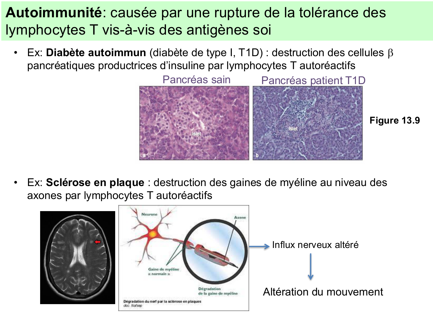 ImmuniteAdaptative tolérance-memoire Hugues2026 page 14