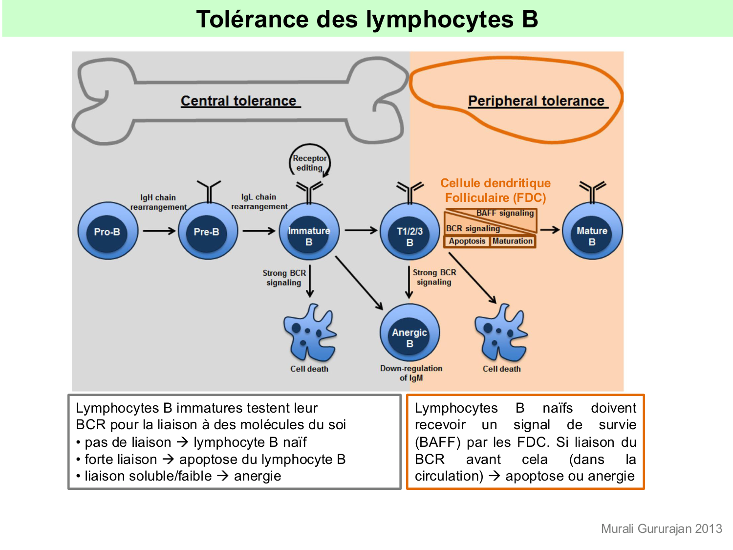 ImmuniteAdaptative tolérance-memoire Hugues2026 page 15