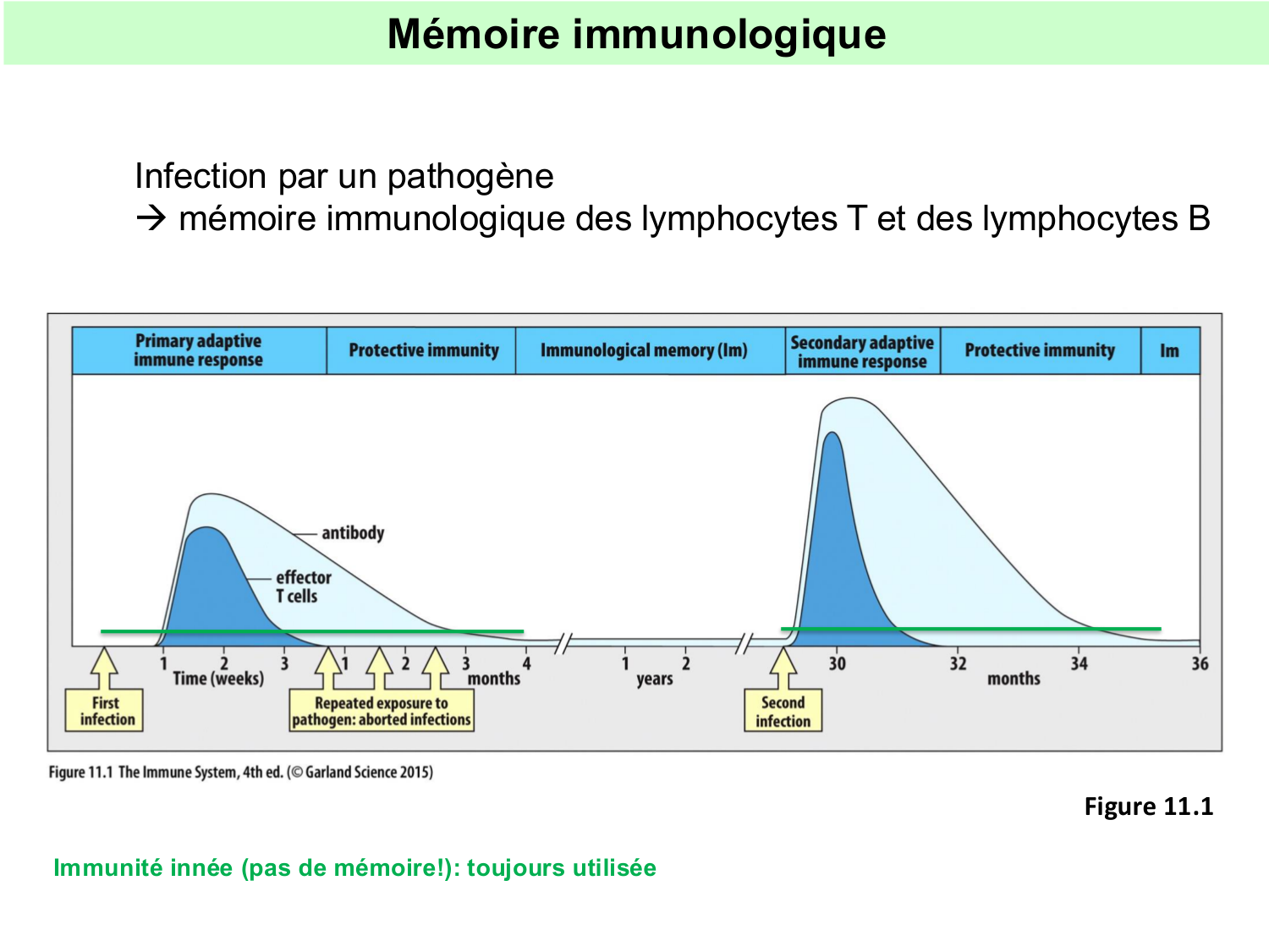 ImmuniteAdaptative tolérance-memoire Hugues2026 page 16