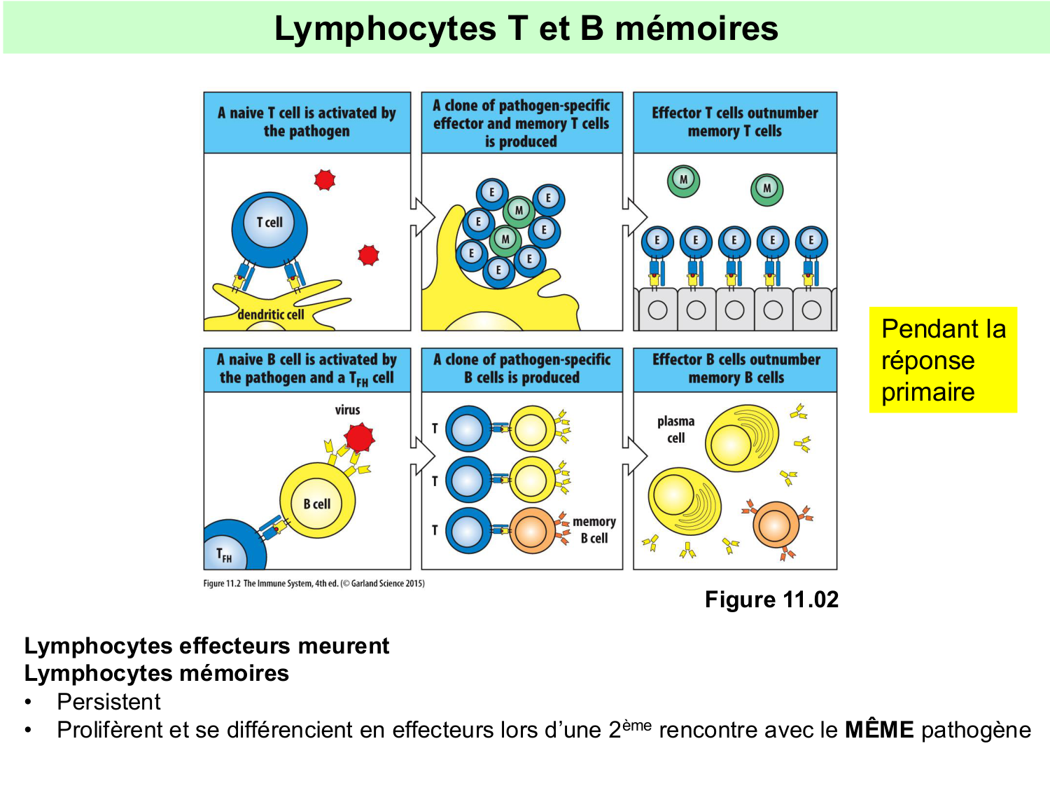 ImmuniteAdaptative tolérance-memoire Hugues2026 page 17