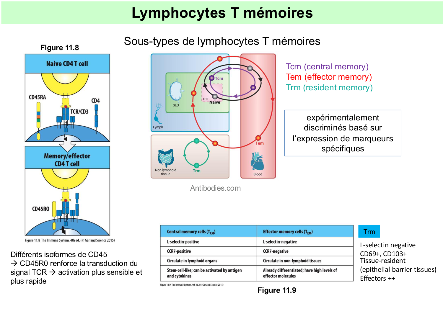 ImmuniteAdaptative tolérance-memoire Hugues2026 page 18