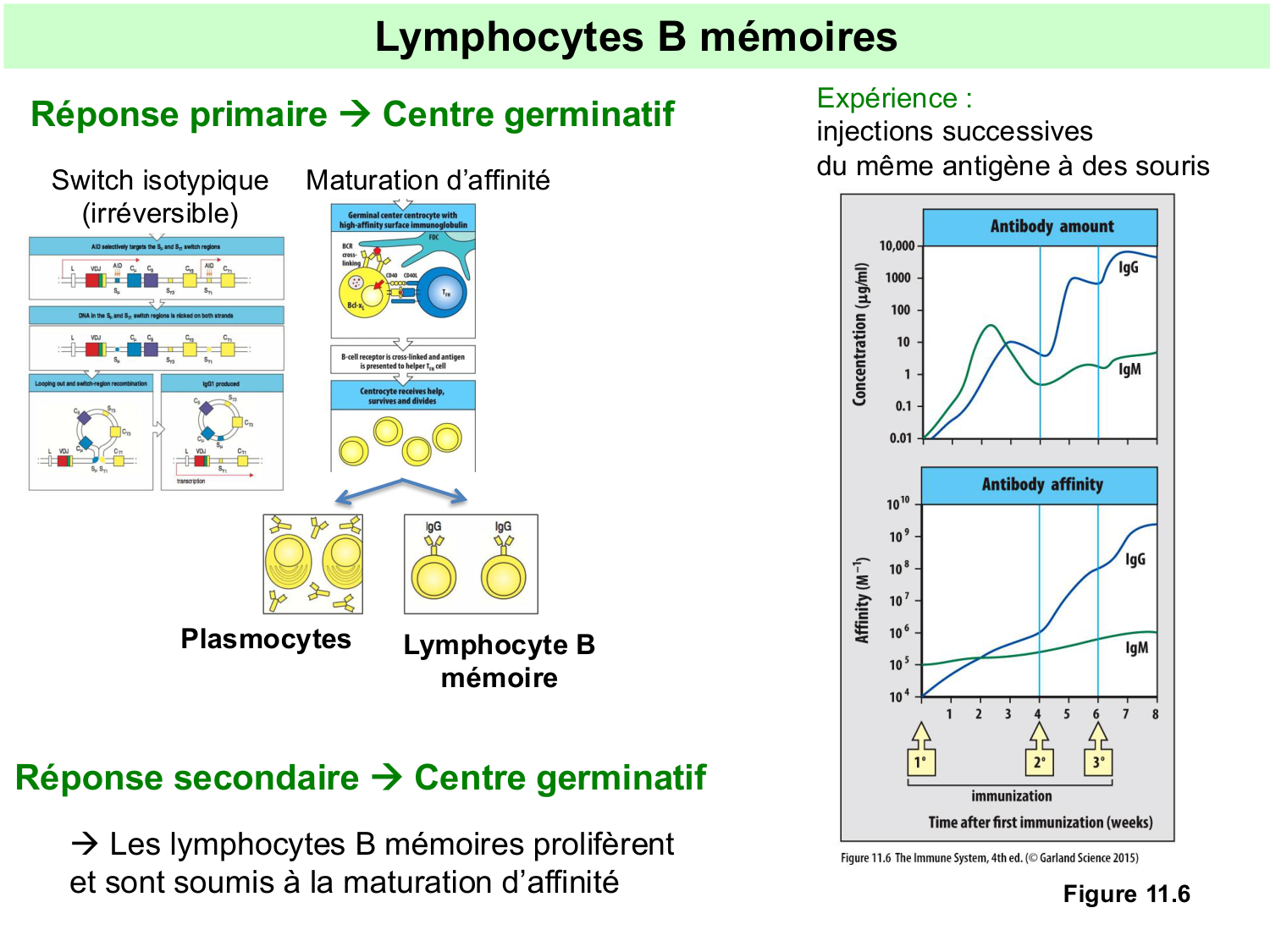 ImmuniteAdaptative tolérance-memoire Hugues2026 page 19