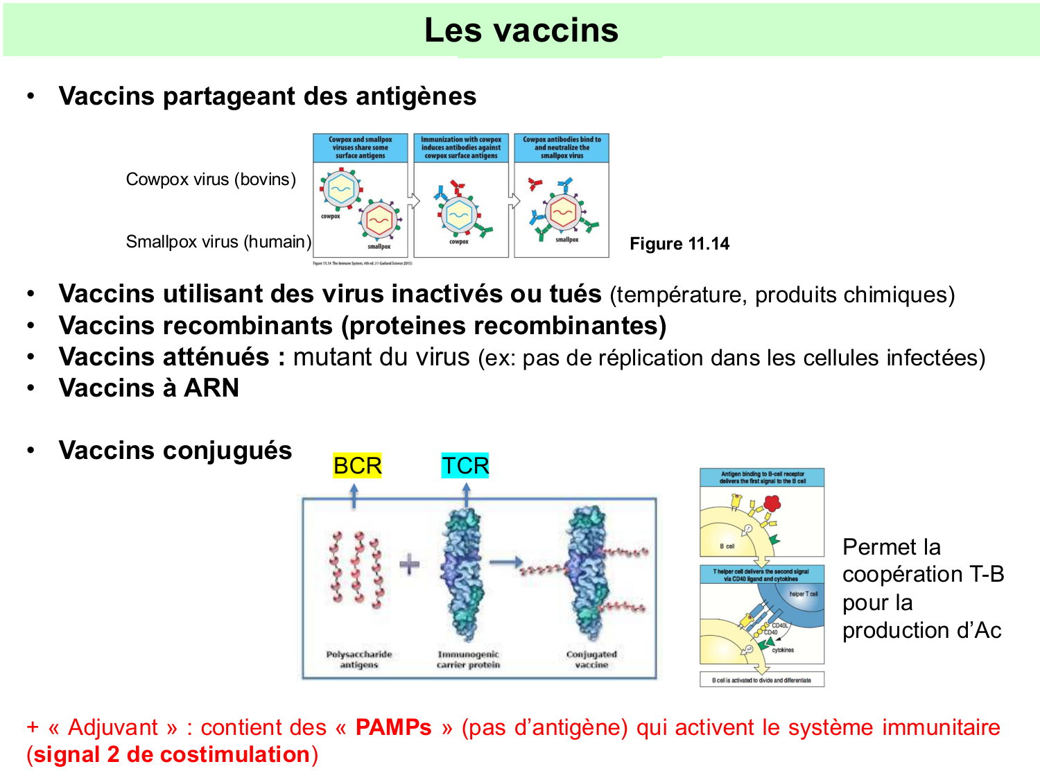 ImmuniteAdaptative tolérance-memoire Hugues2026 page 20