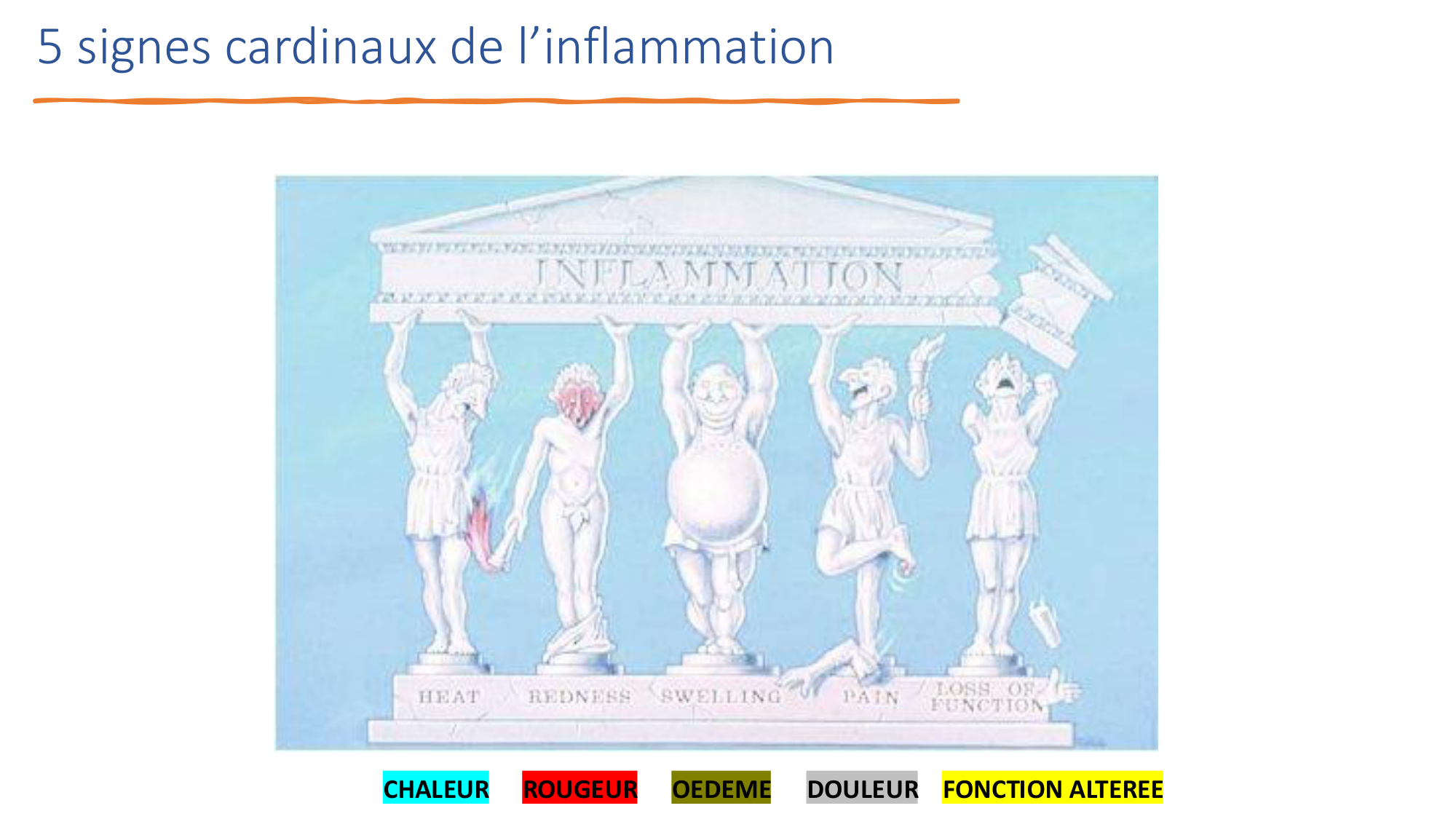 Mécanismes de linflammation page 8