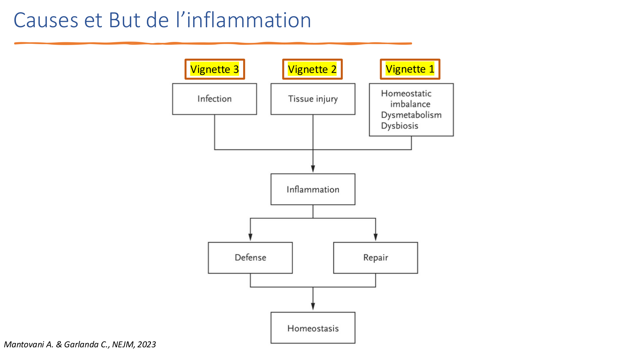 Mécanismes de linflammation page 10