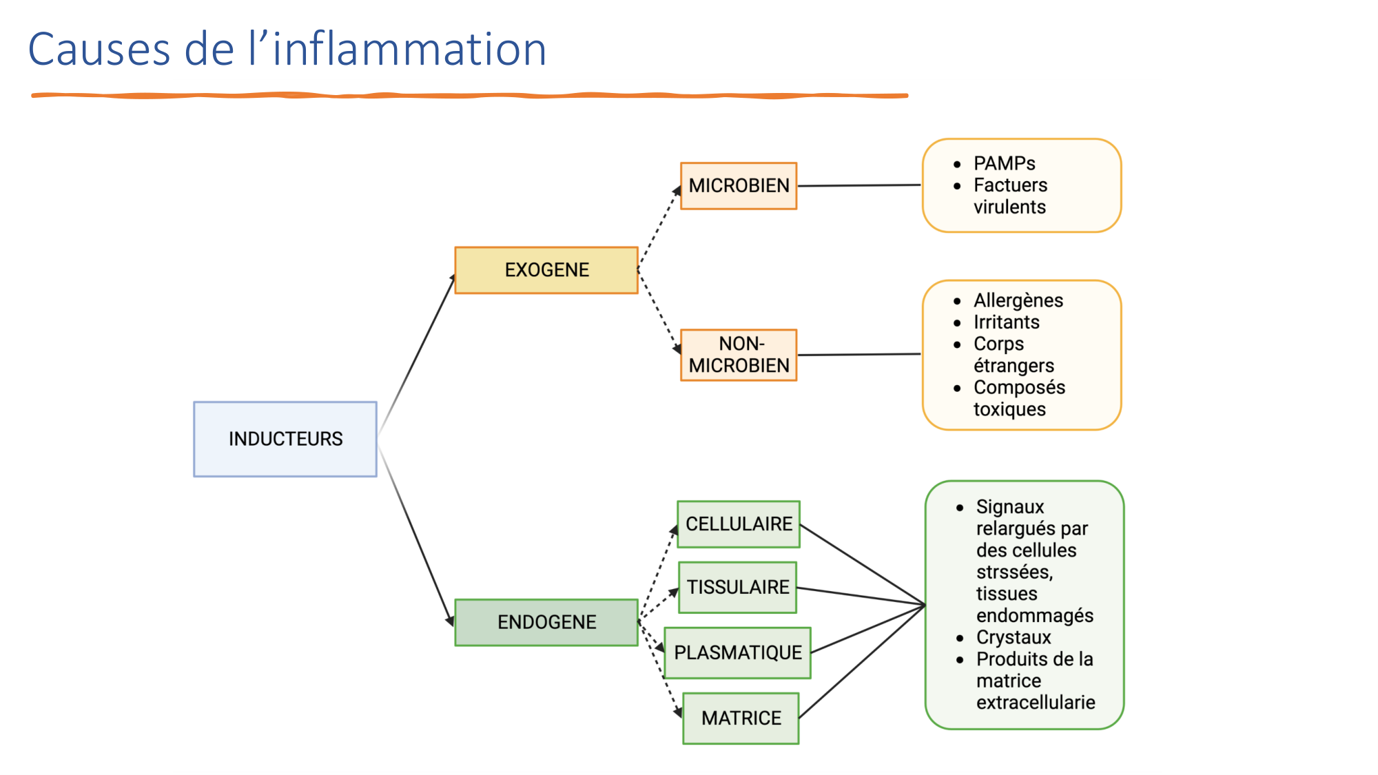 Mécanismes de linflammation page 11