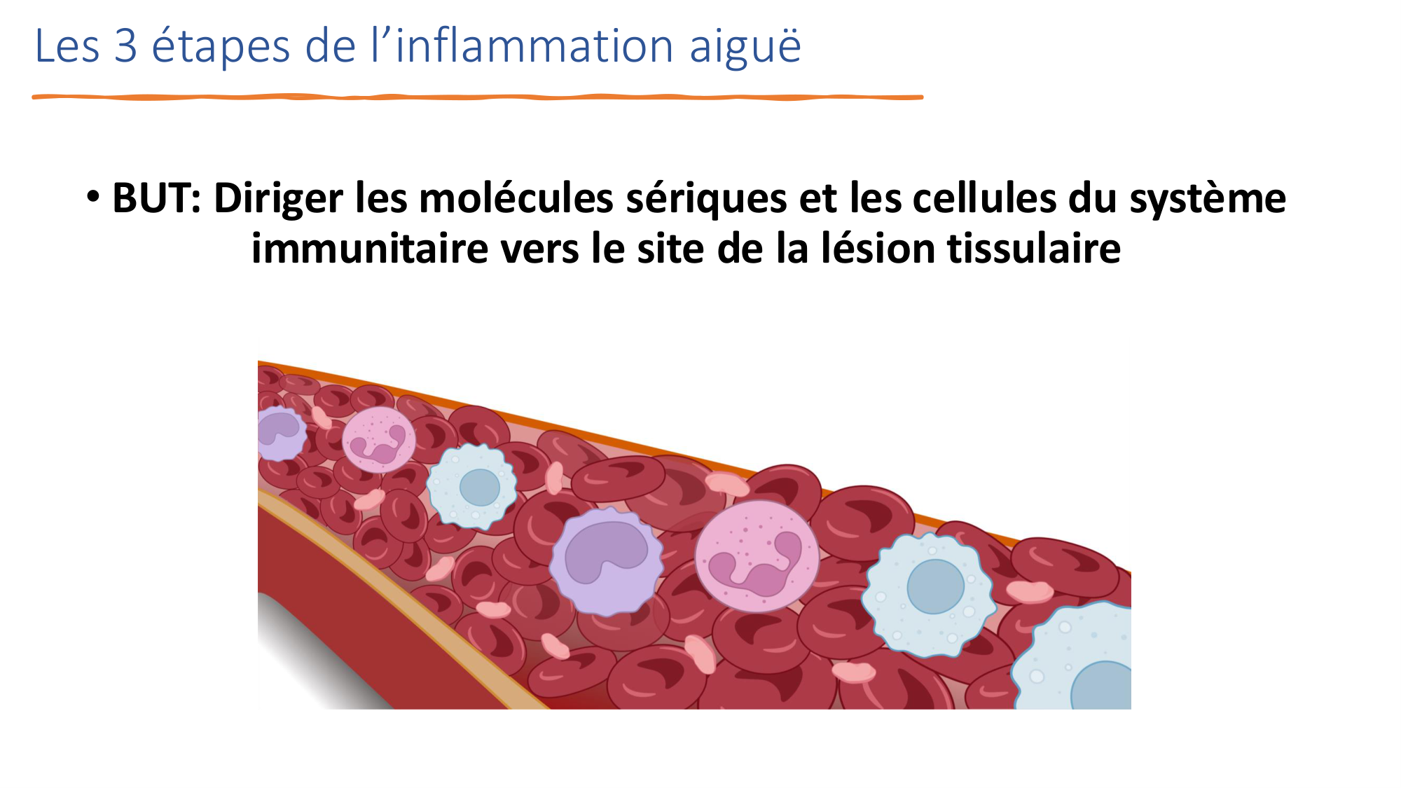 Mécanismes de linflammation page 12