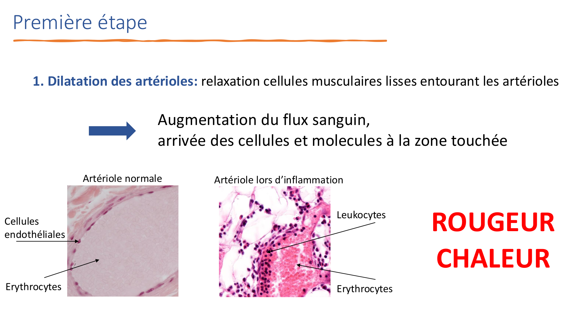 Mécanismes de linflammation page 13