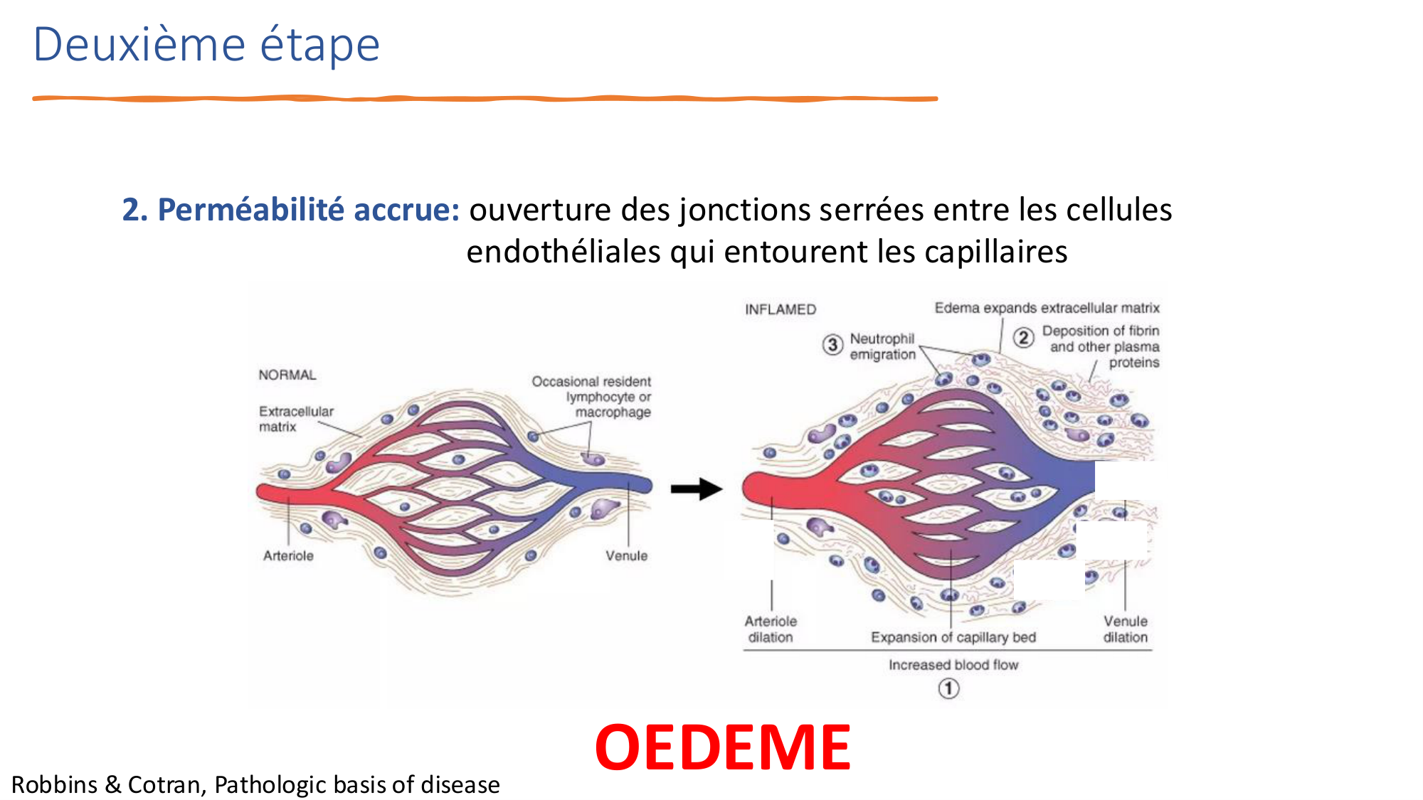 Mécanismes de linflammation page 14
