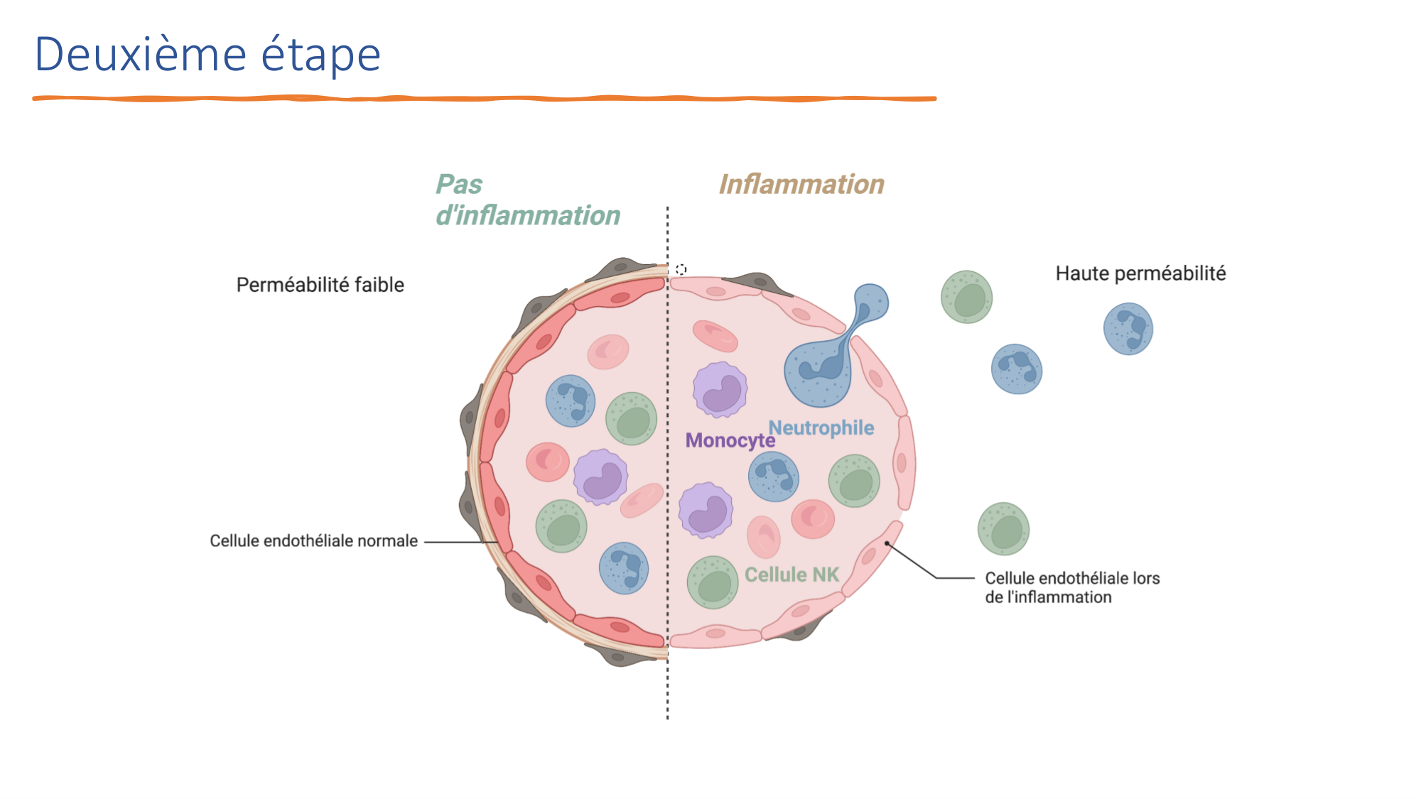 Mécanismes de linflammation page 15