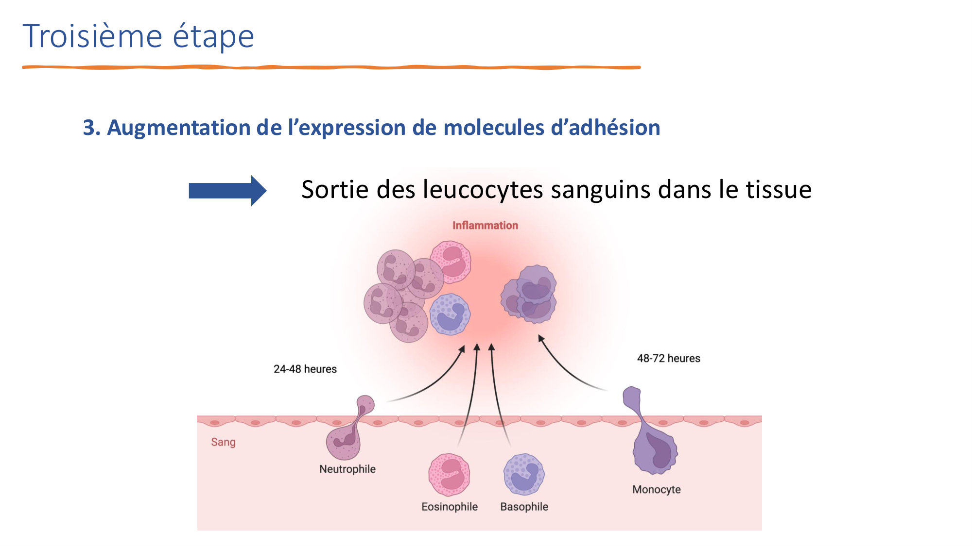 Mécanismes de linflammation page 16