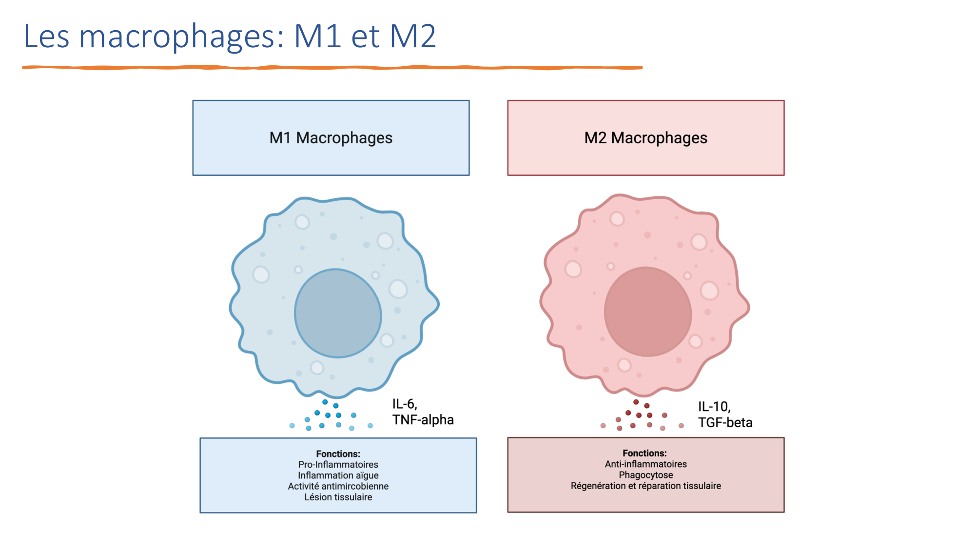 Mécanismes de linflammation page 17