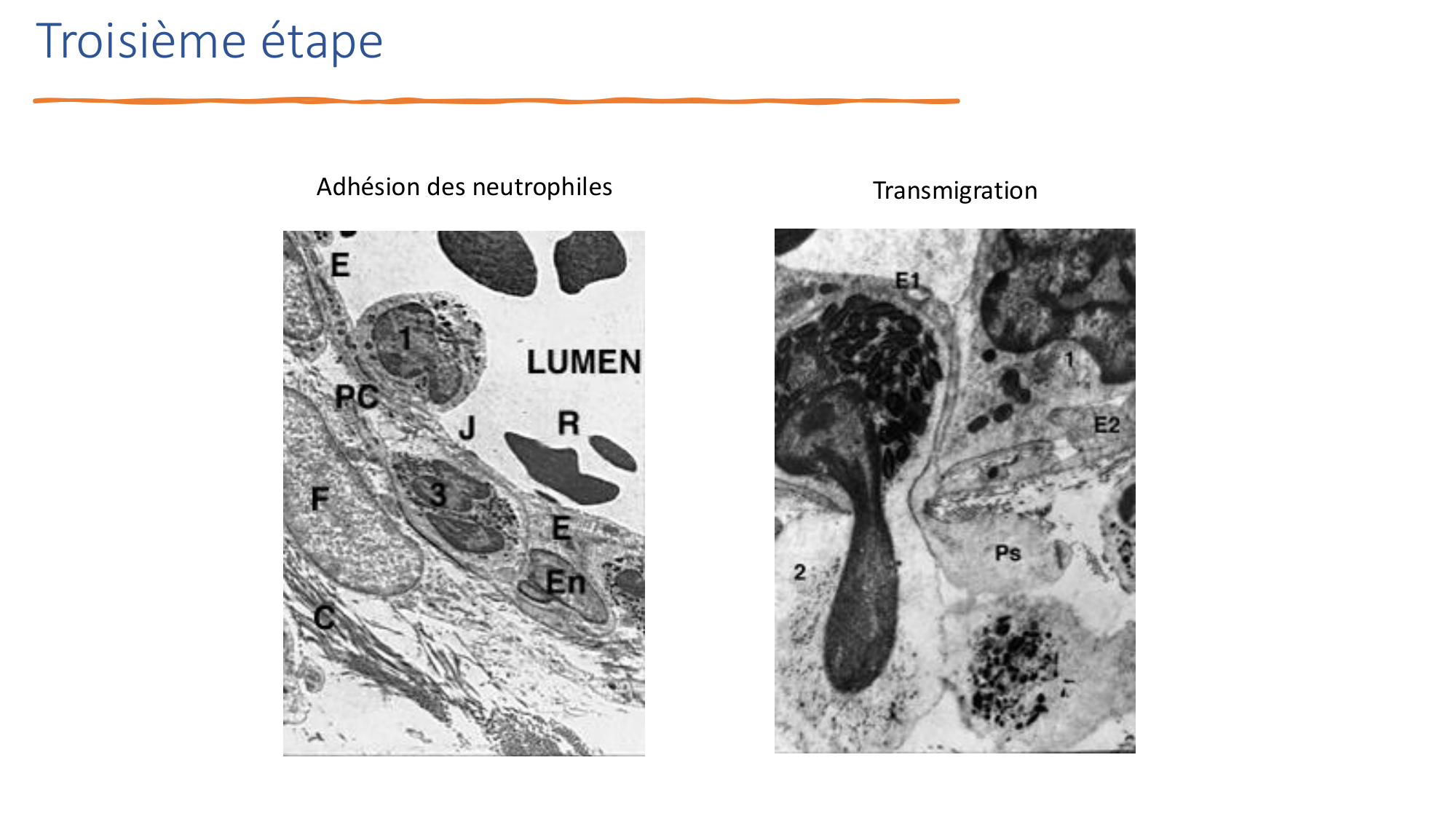 Mécanismes de linflammation page 18