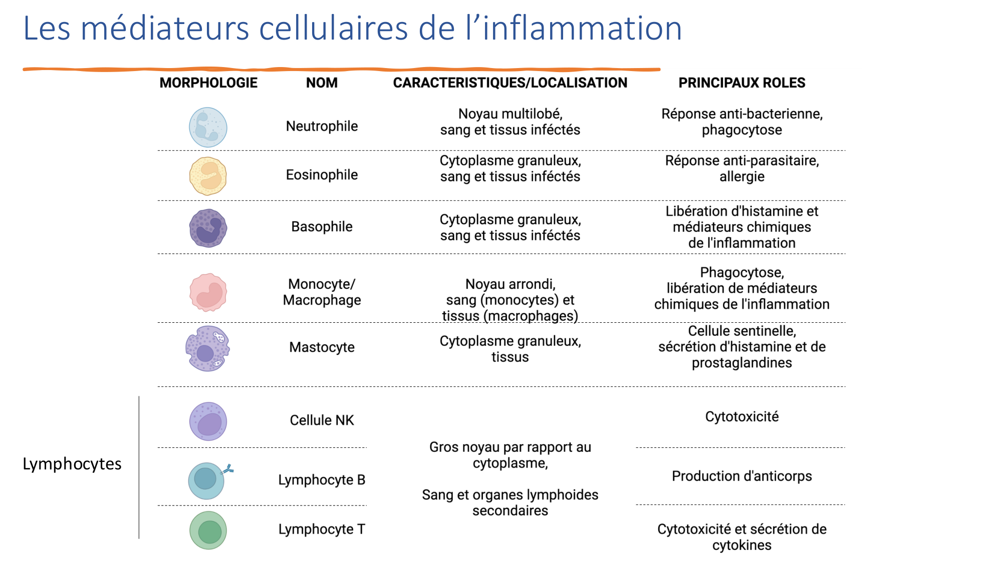 Mécanismes de linflammation page 19