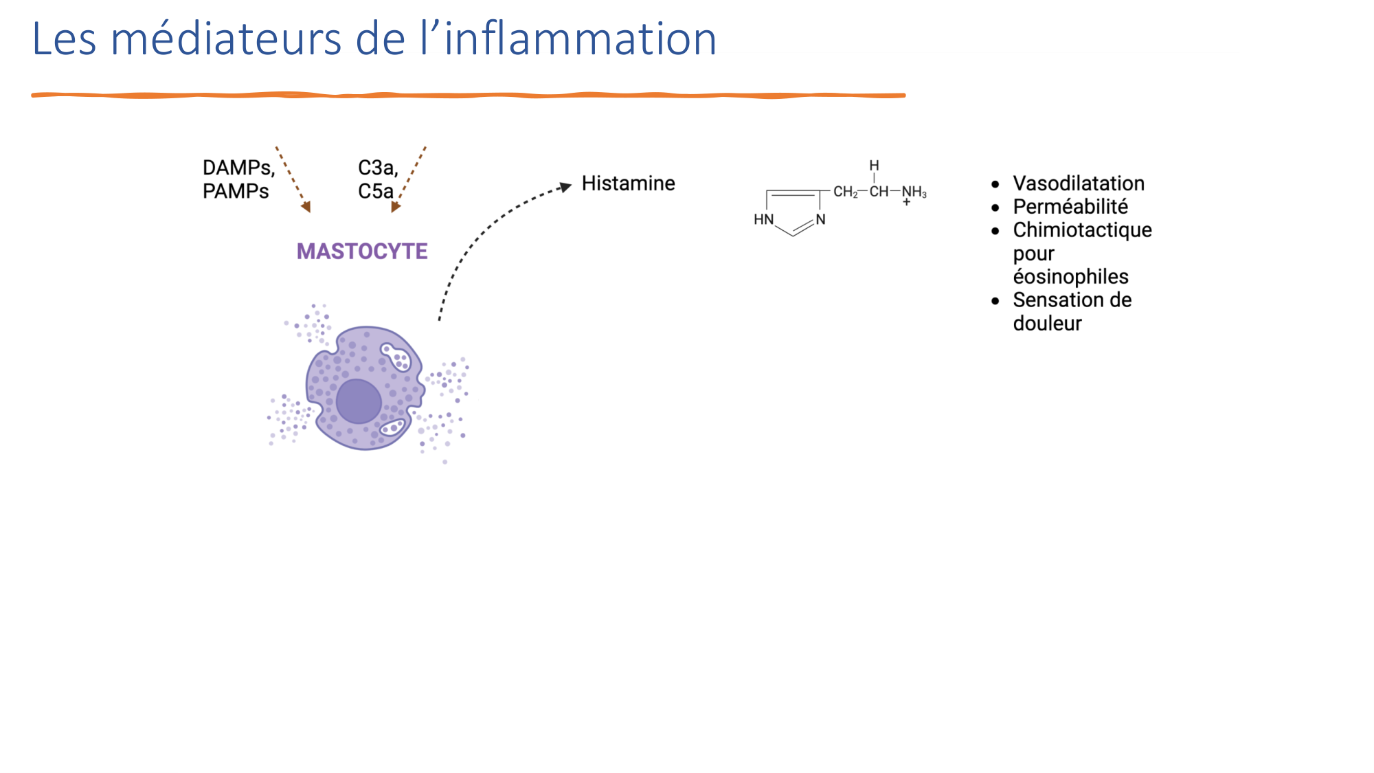 Mécanismes de linflammation page 21