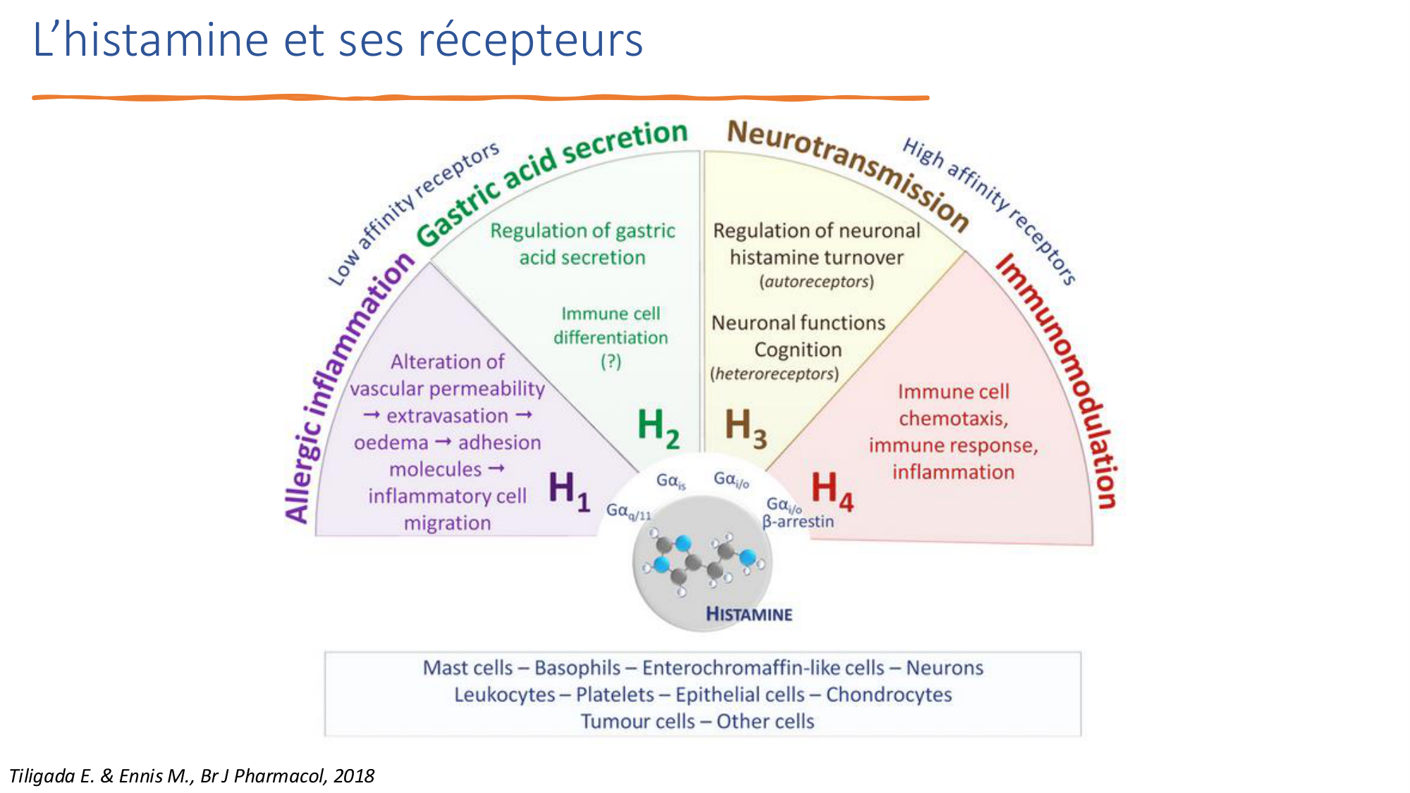 Mécanismes de linflammation page 22