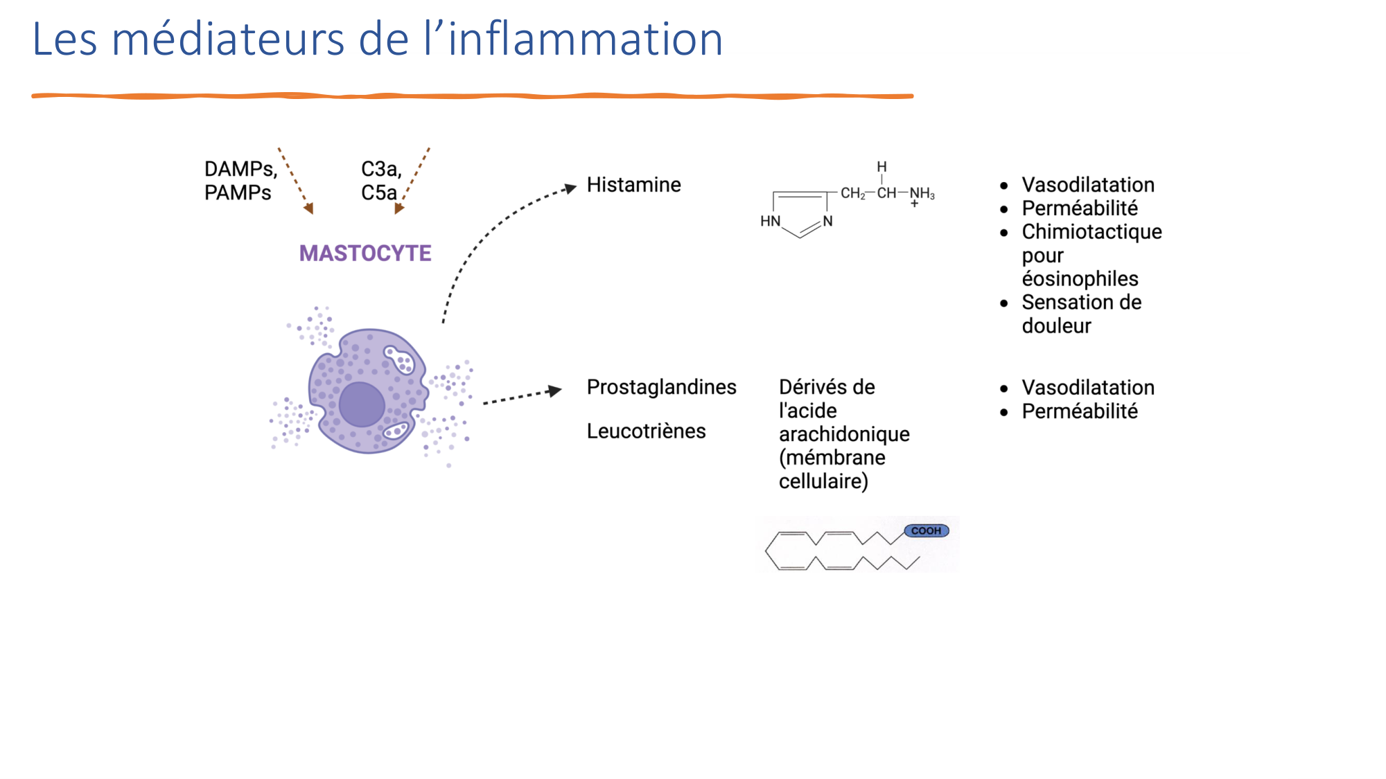 Mécanismes de linflammation page 23