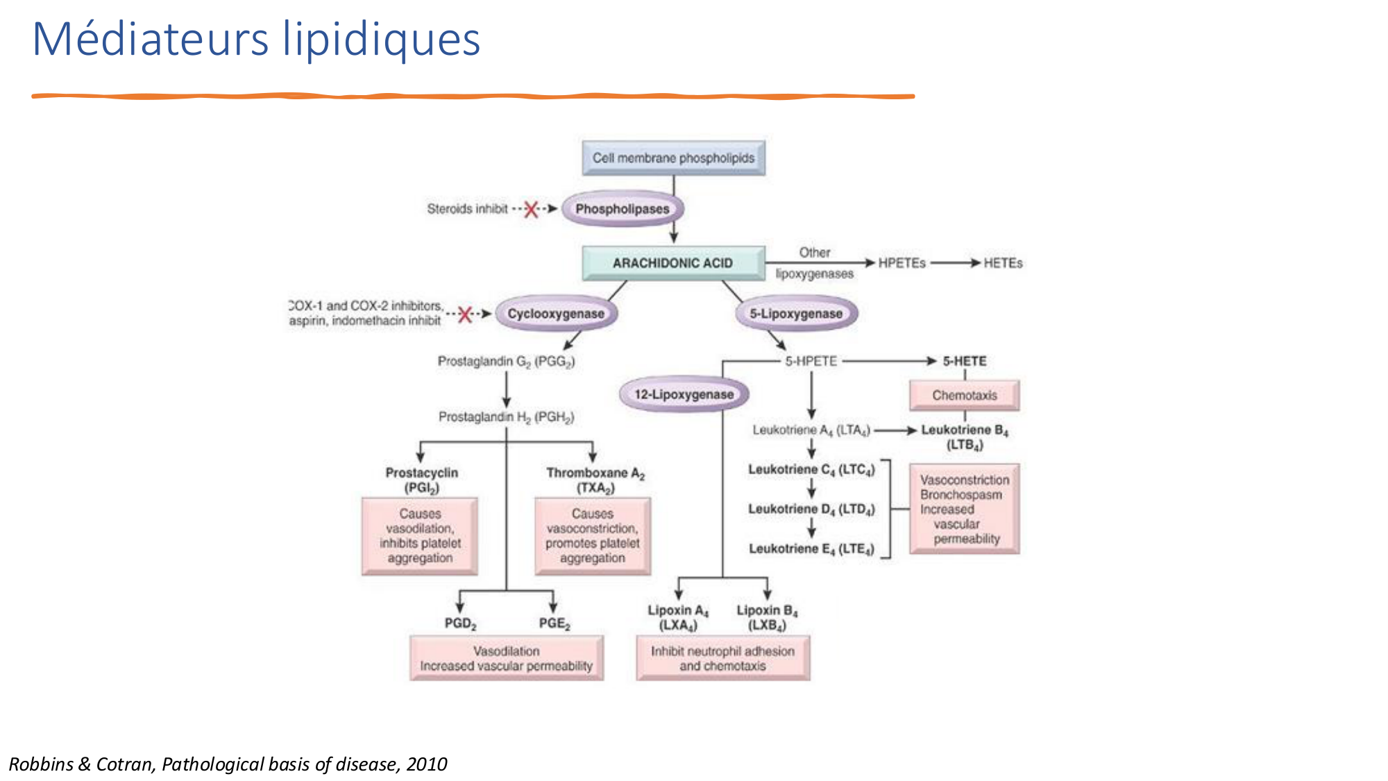 Mécanismes de linflammation page 24