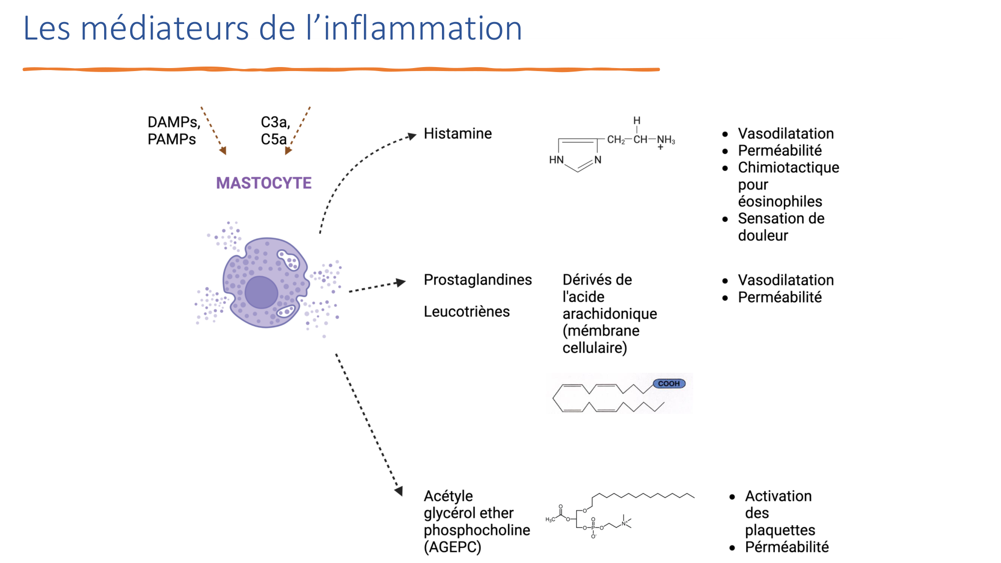 Mécanismes de linflammation page 25