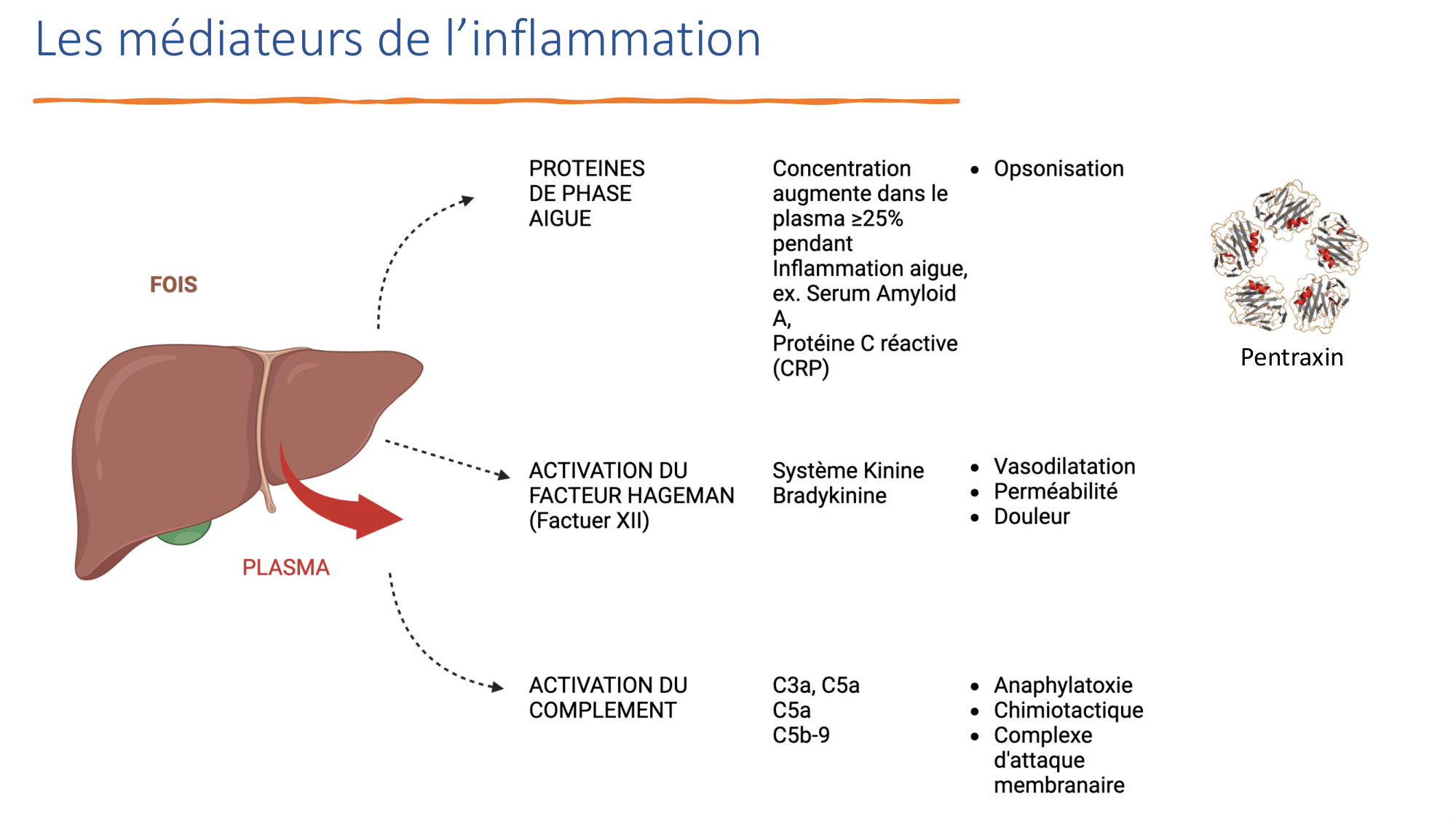 Mécanismes de linflammation page 27
