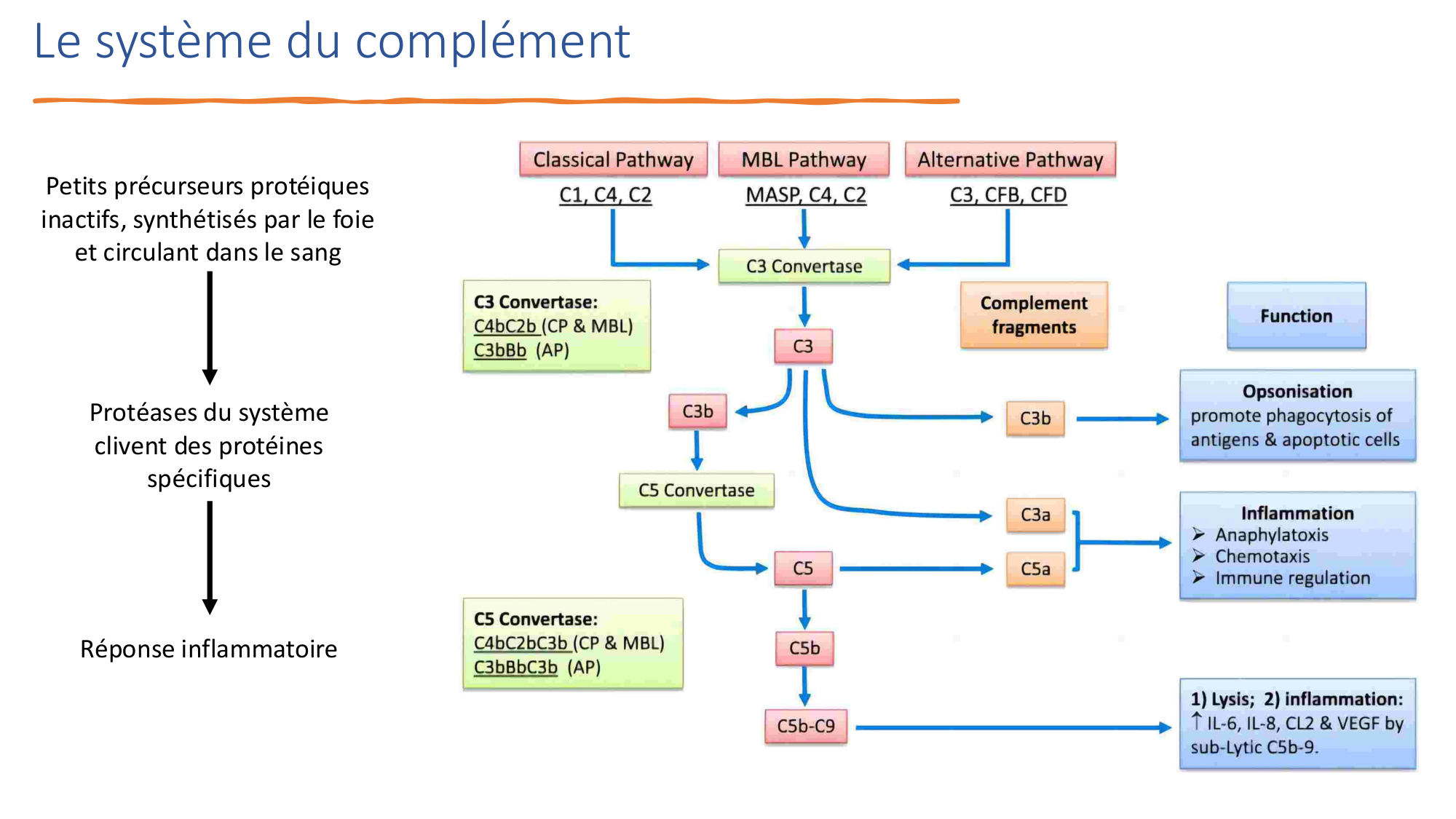Mécanismes de linflammation page 28