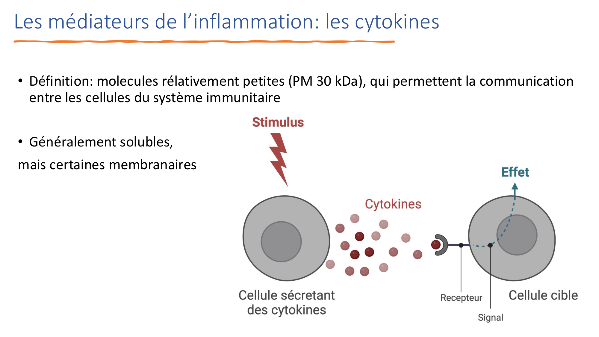 Mécanismes de linflammation page 29