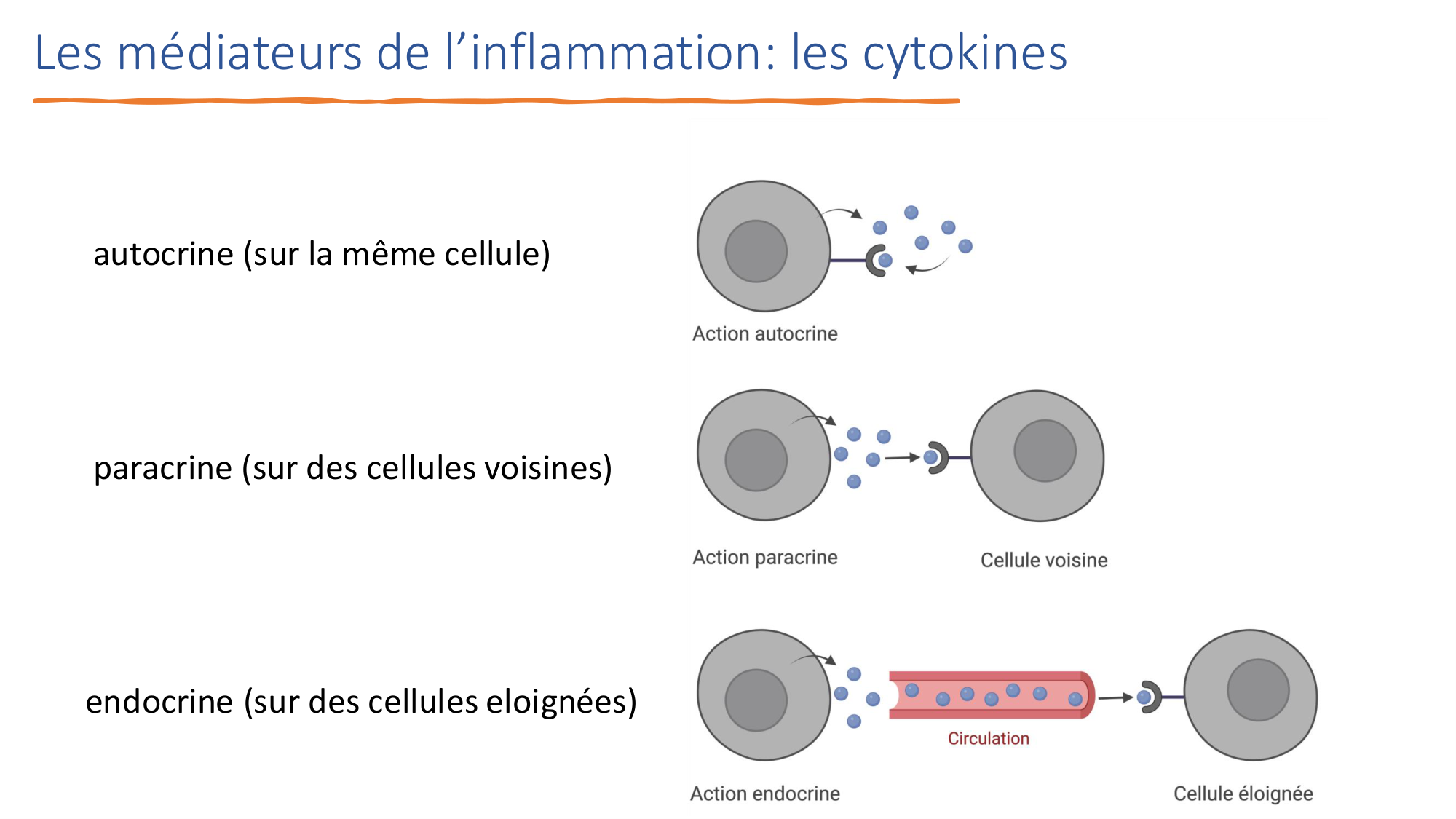 Mécanismes de linflammation page 30