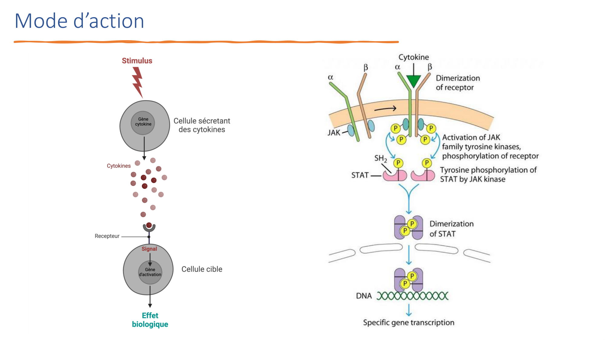 Mécanismes de linflammation page 32