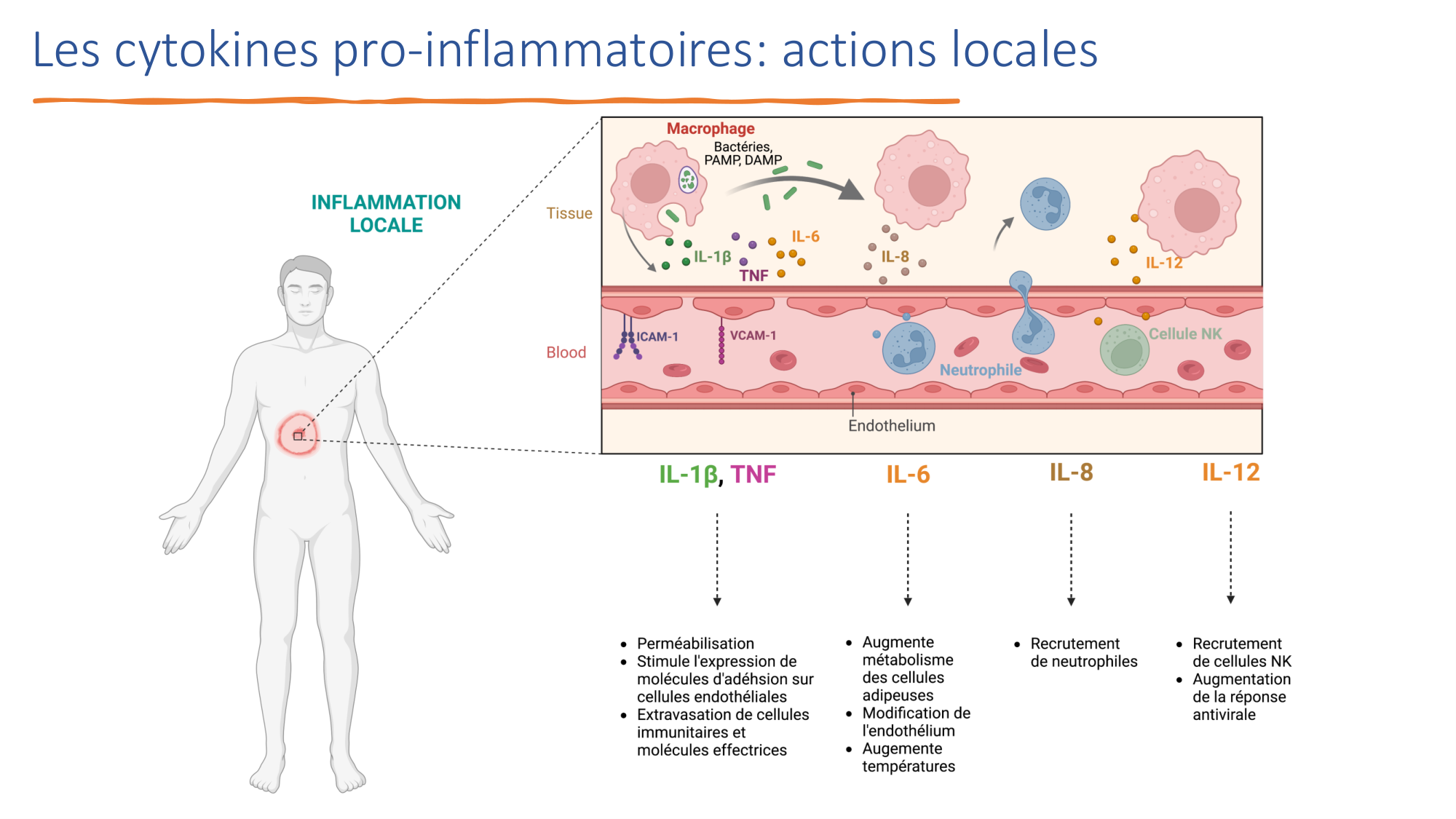 Mécanismes de linflammation page 33