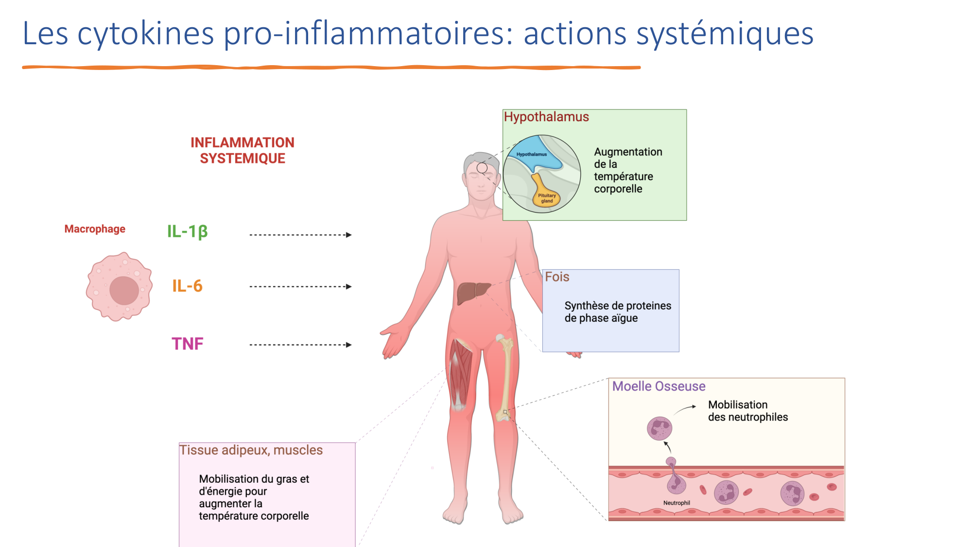 Mécanismes de linflammation page 34