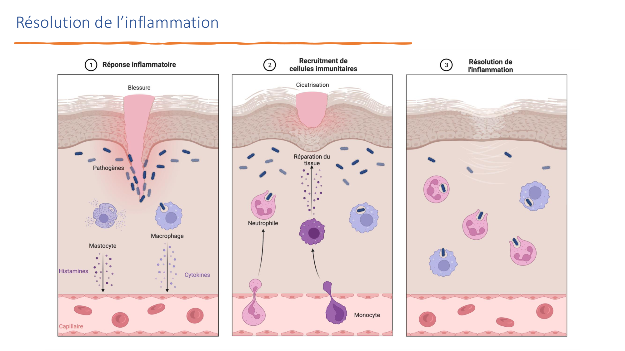 Mécanismes de linflammation page 36