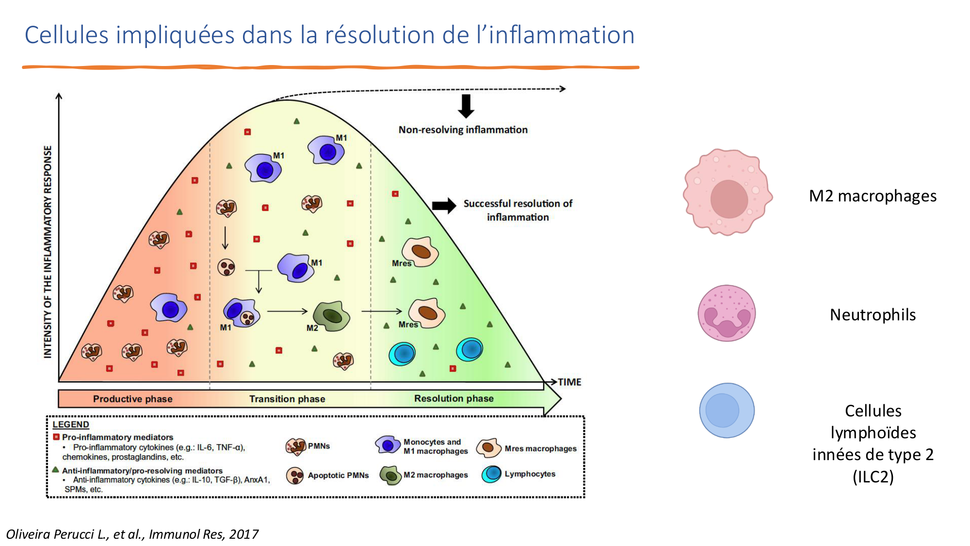 Mécanismes de linflammation page 37