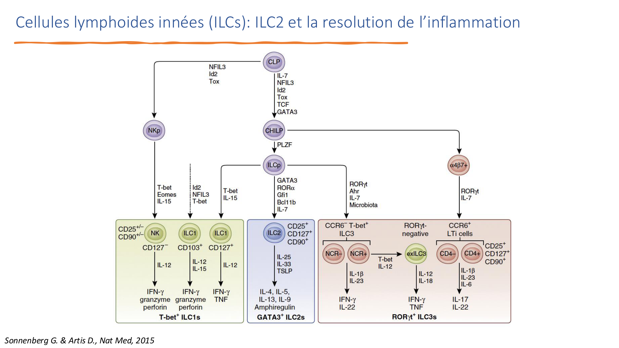 Mécanismes de linflammation page 38