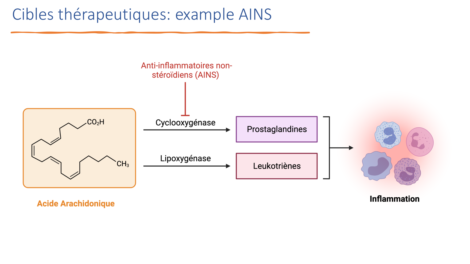 Mécanismes de linflammation page 40