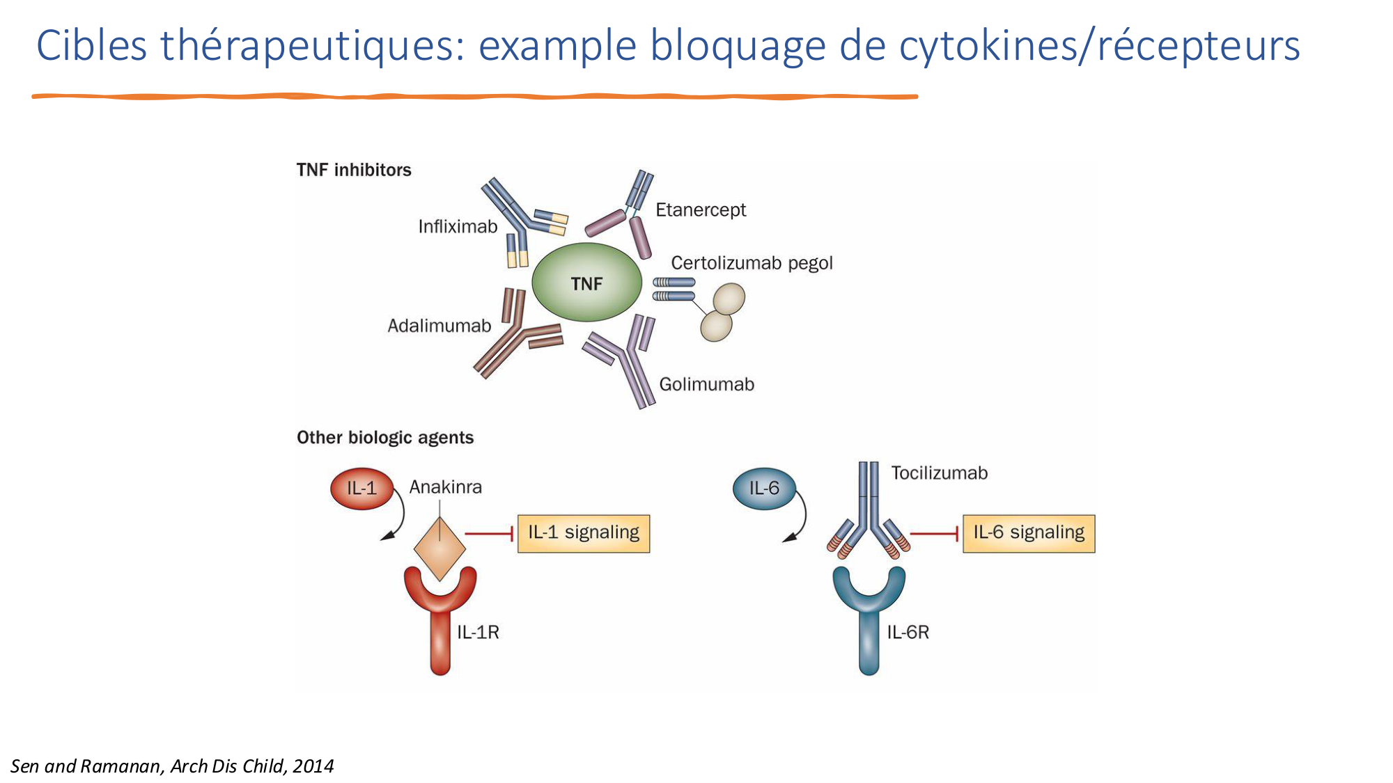 Mécanismes de linflammation page 42