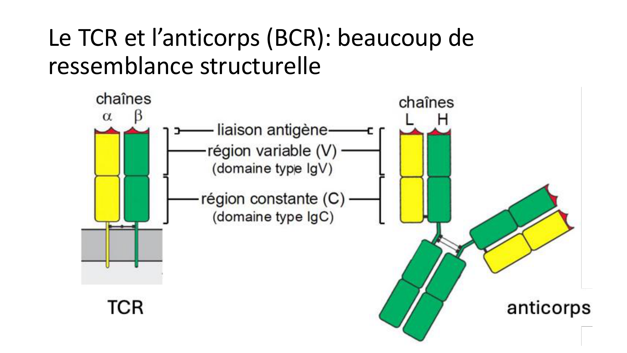 Répertoires B et T page 5
