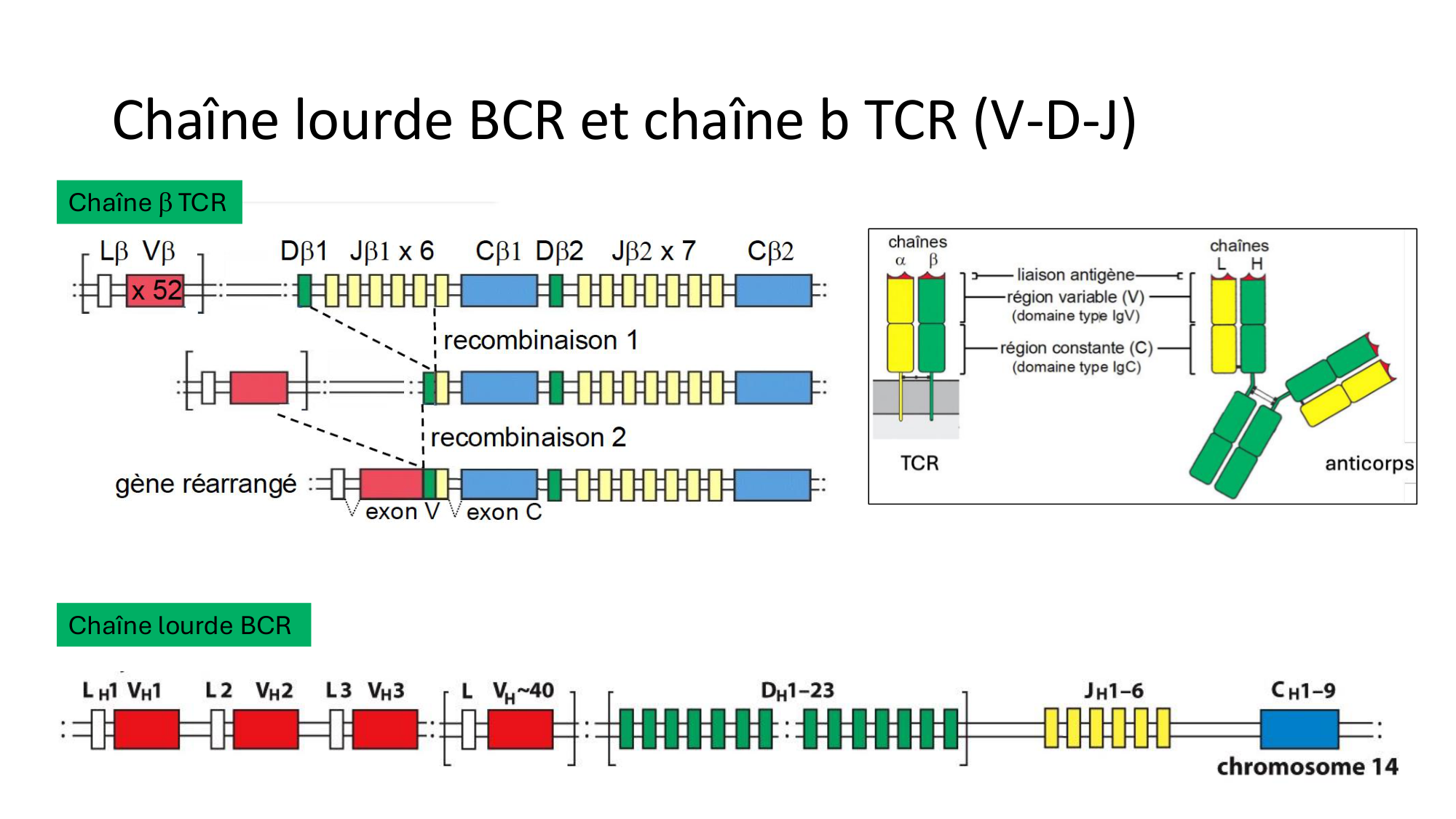 Répertoires B et T page 9