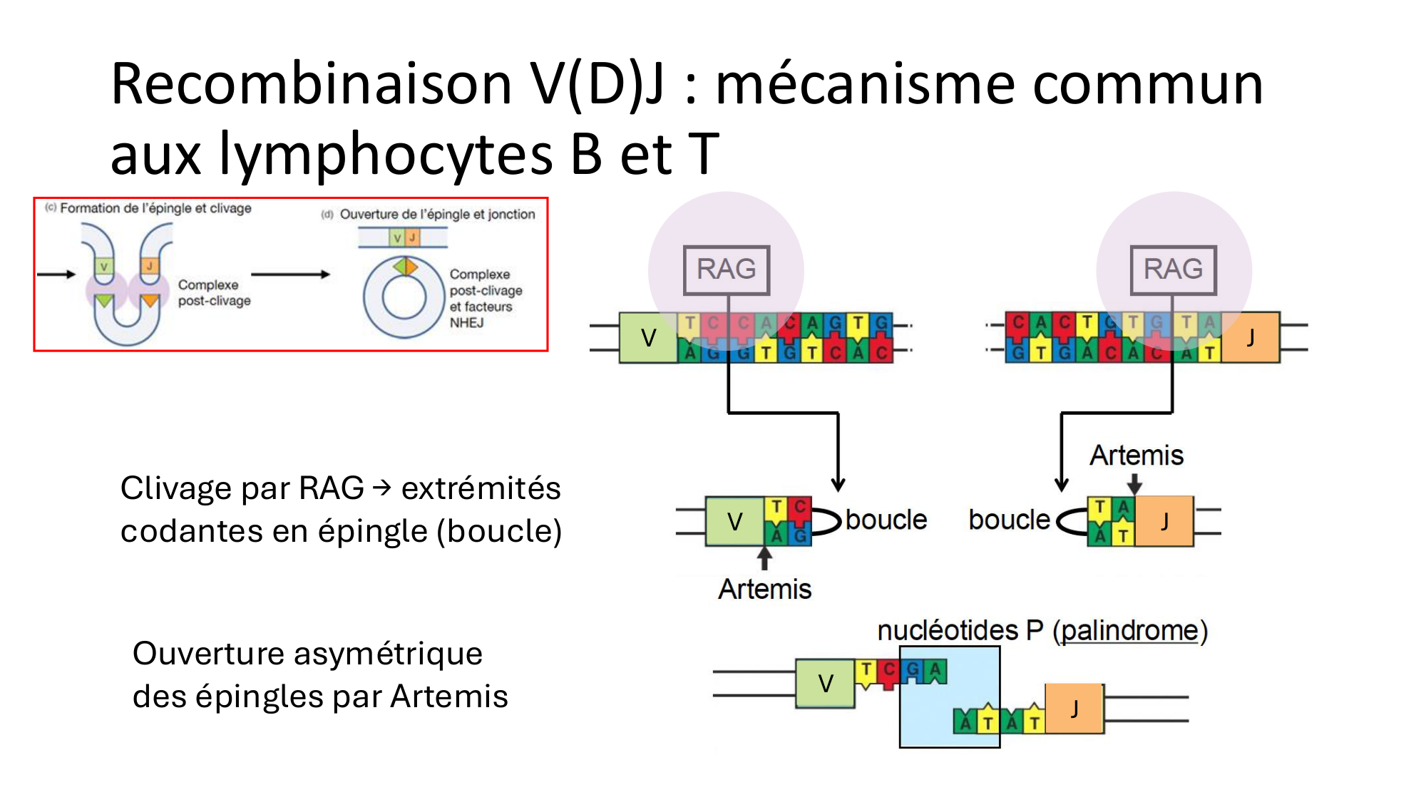 Répertoires B et T page 12