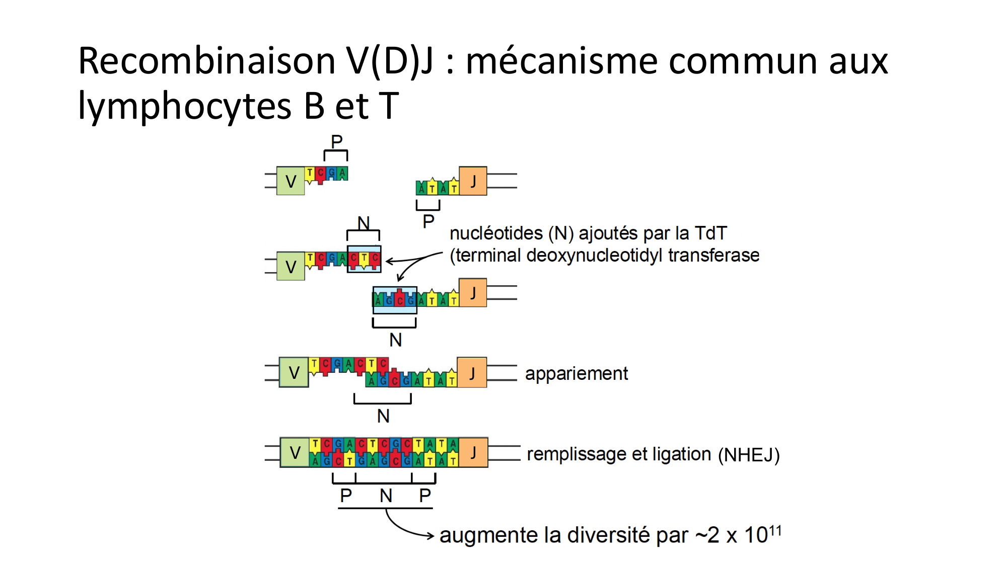Répertoires B et T page 13