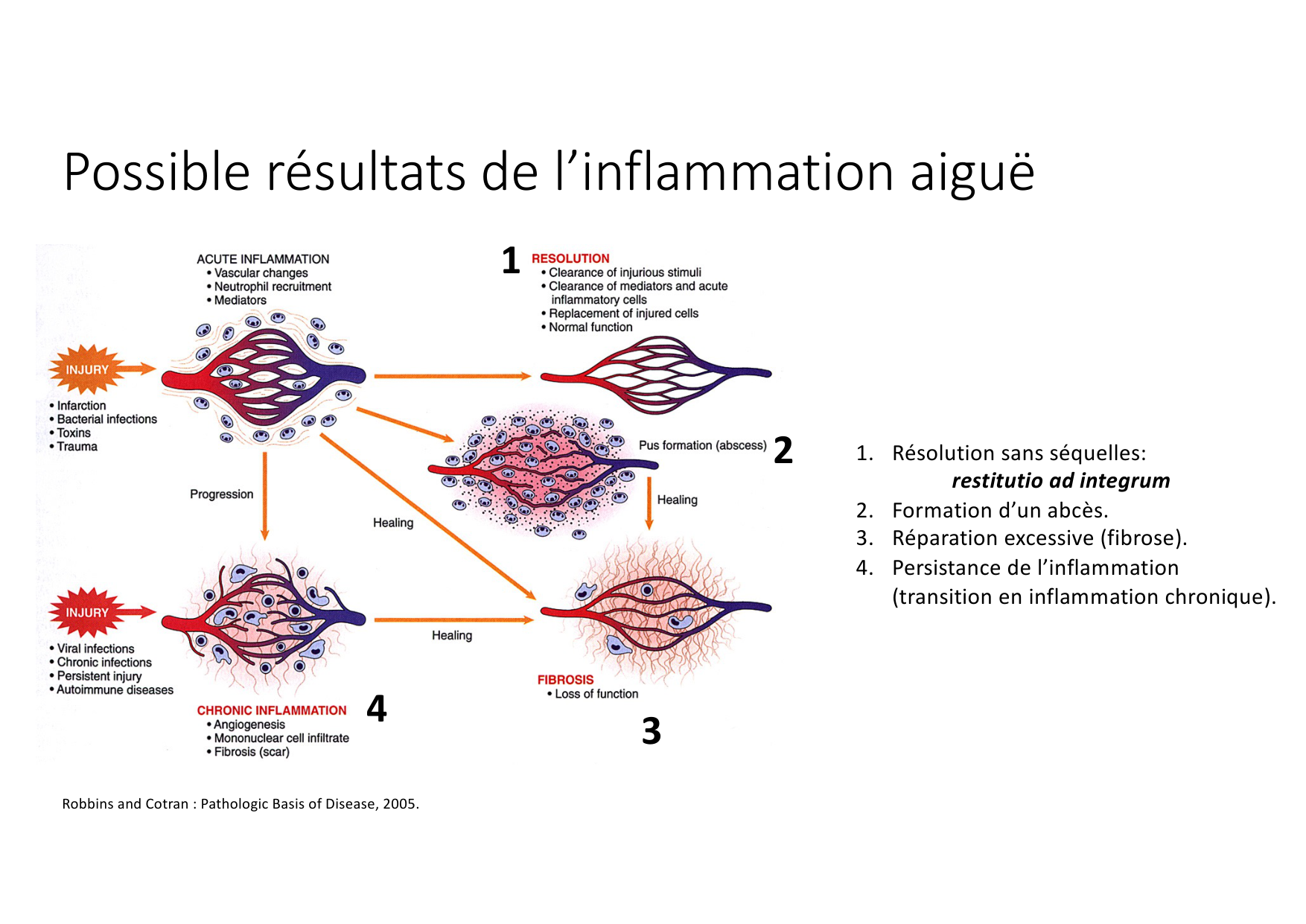 Résolution de linflammation 2026 Egervari page 6