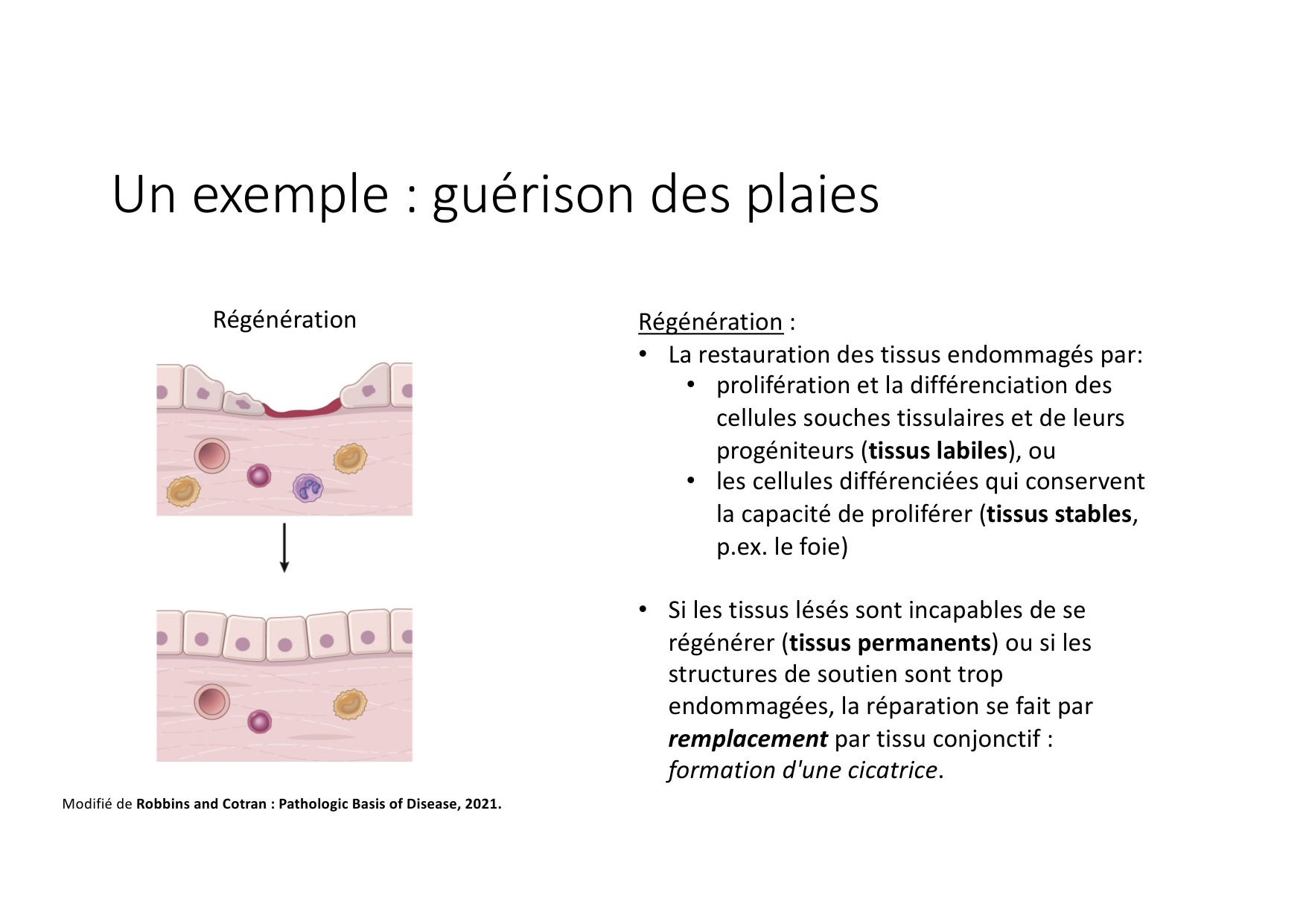 Résolution de linflammation 2026 Egervari page 7
